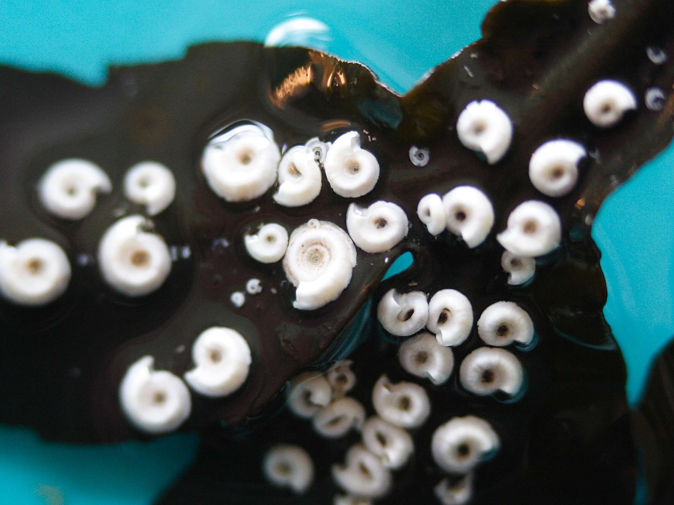 spirorbis_spirorbis2bmd