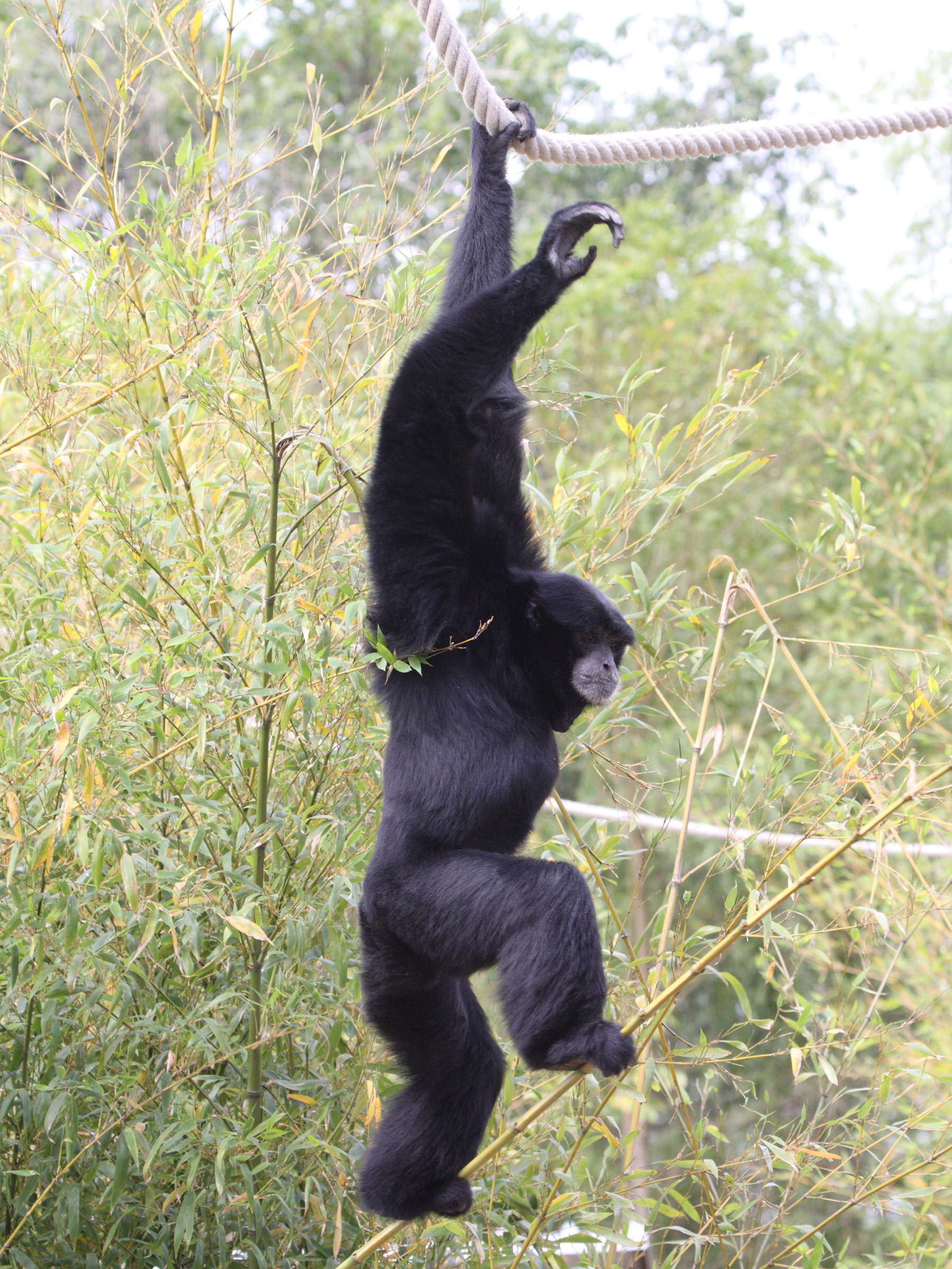 Synphalangus_syndactylus