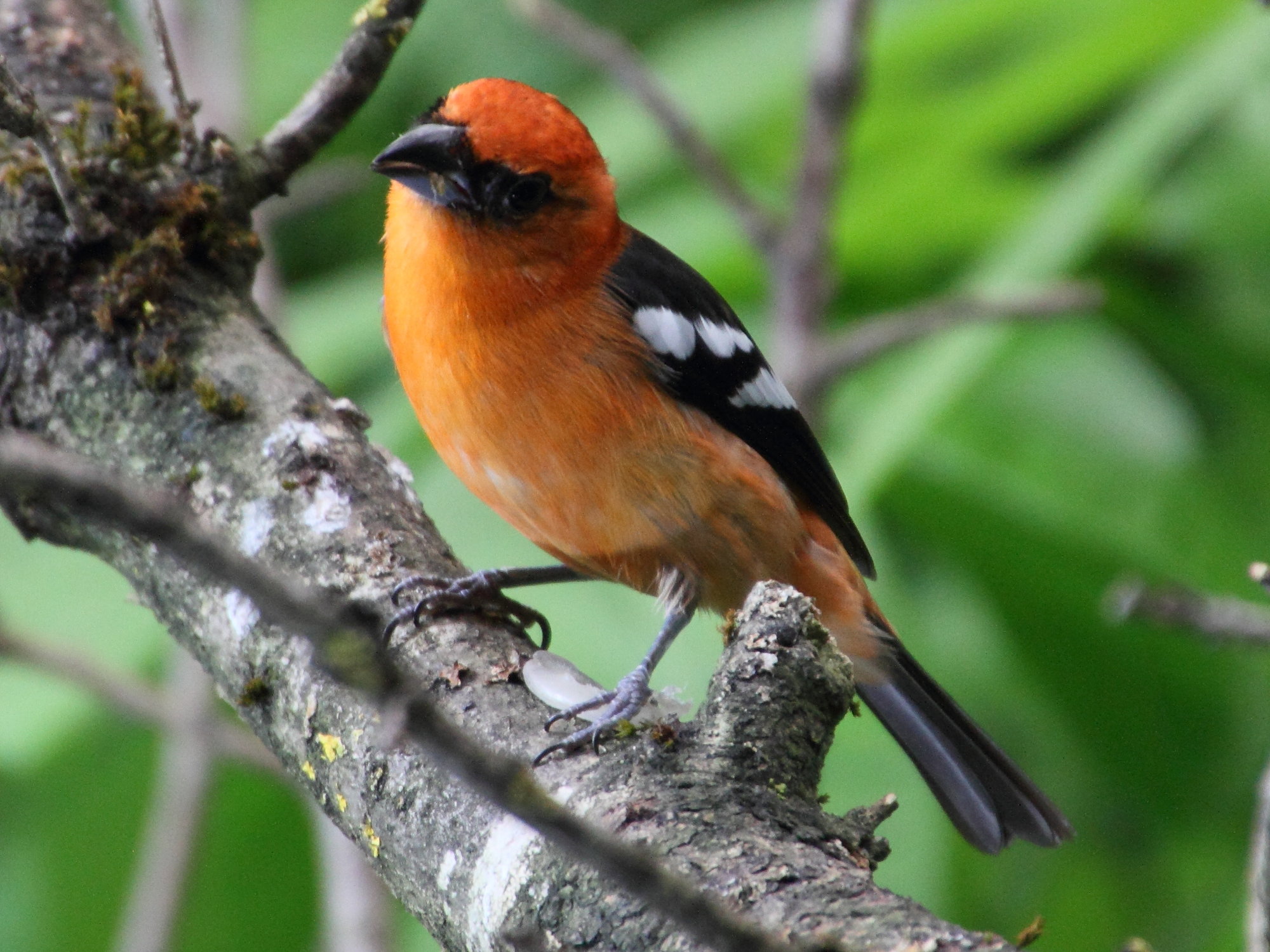 tangara_bifascie_-_piranga_leucoptera1md