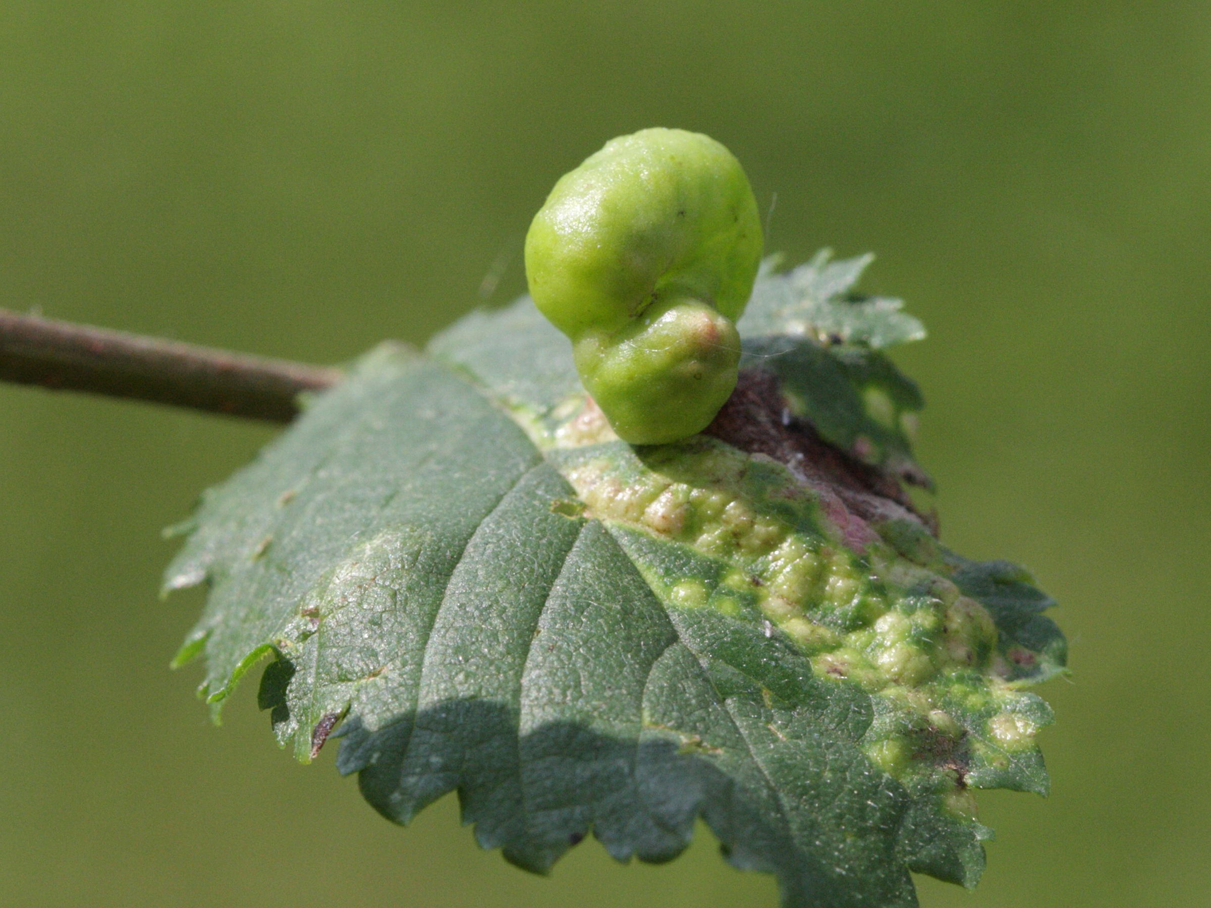 tetraneura_ulmi_galle1bd