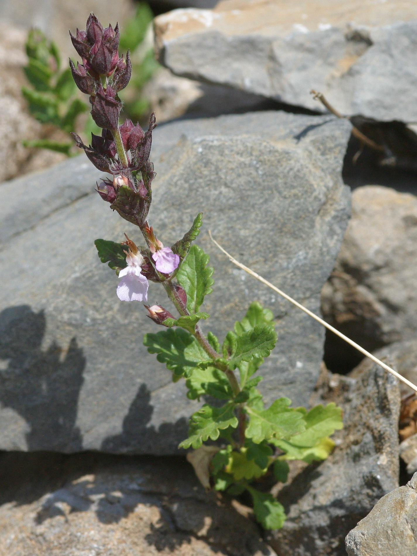 Afficher le média teucrium_chamaedrys2bmd teucrium_chamaedrys2bmd