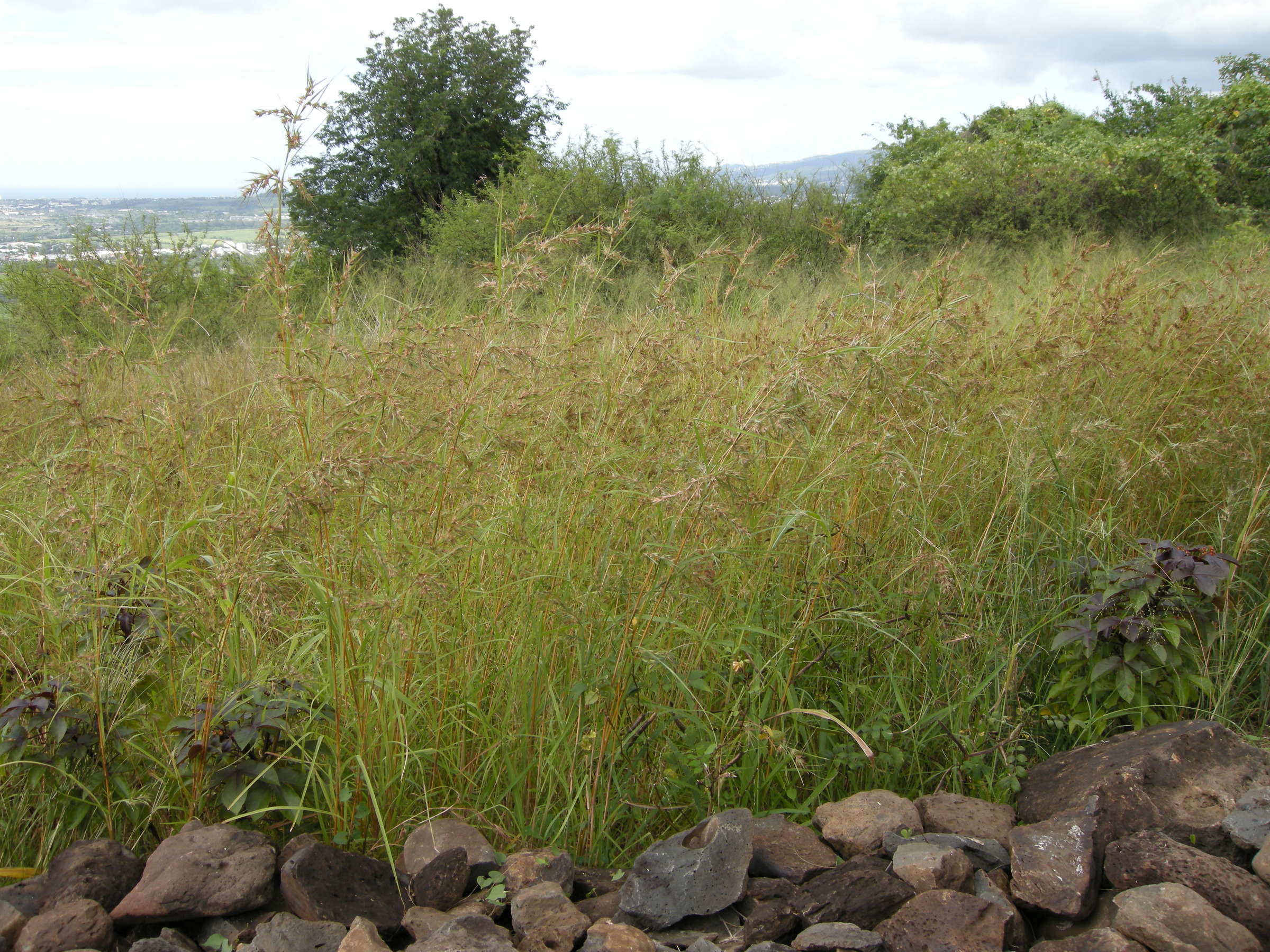 themeda_quadrivalvis1md