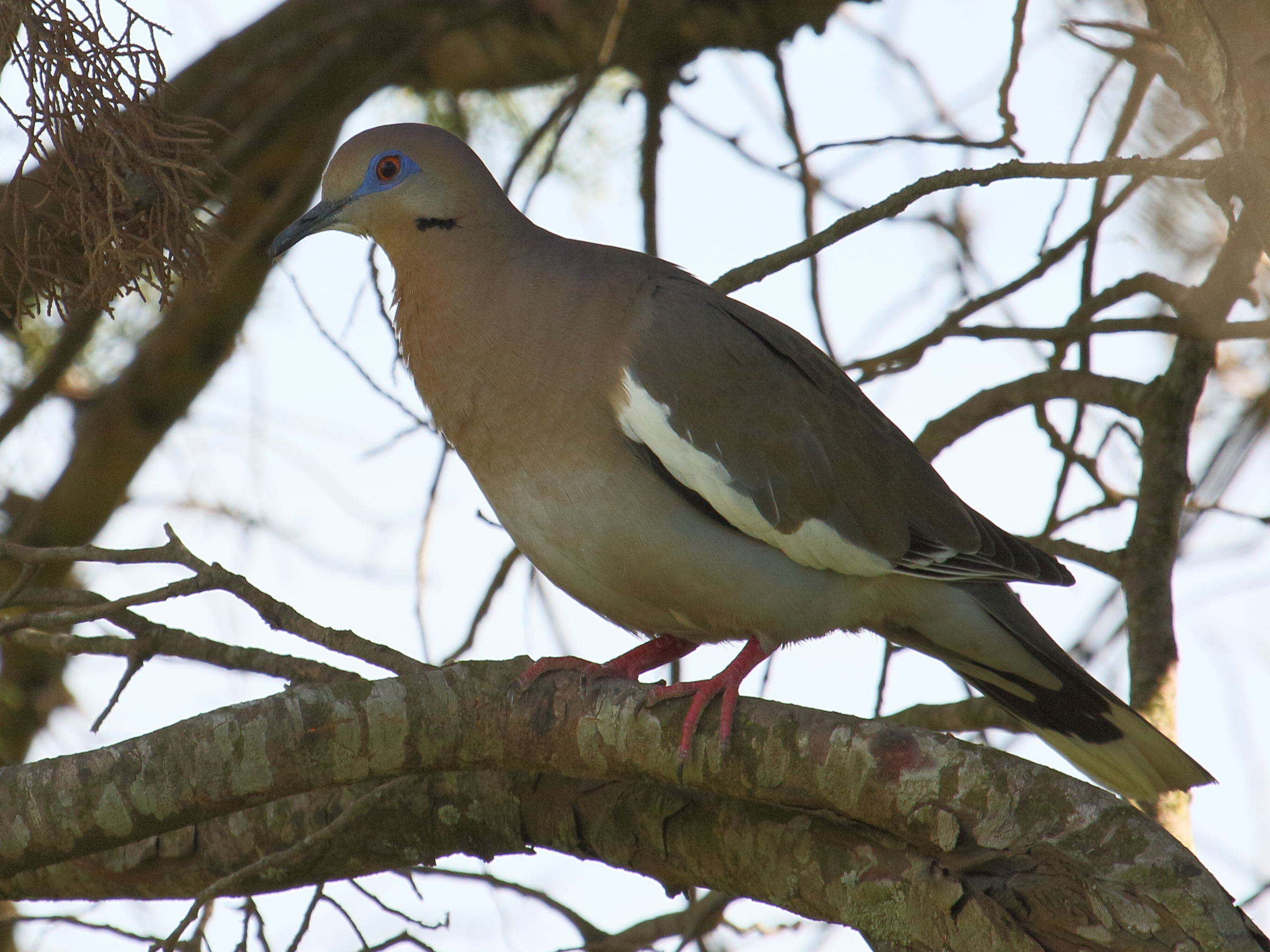 tourterelle_a_ailes_blanches_-_zenaida_asiatica3bd