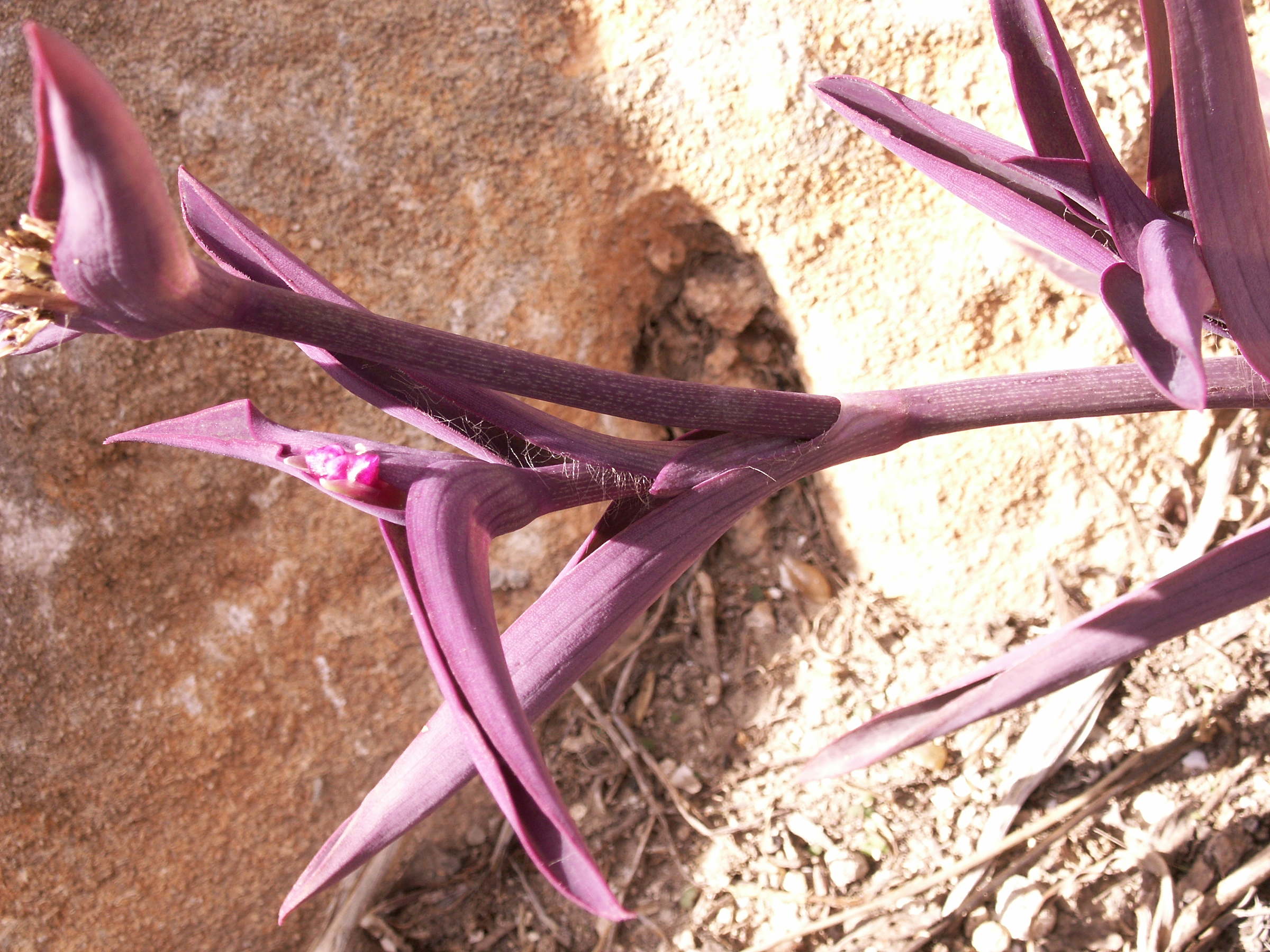 tradescantia_pallida2bd
