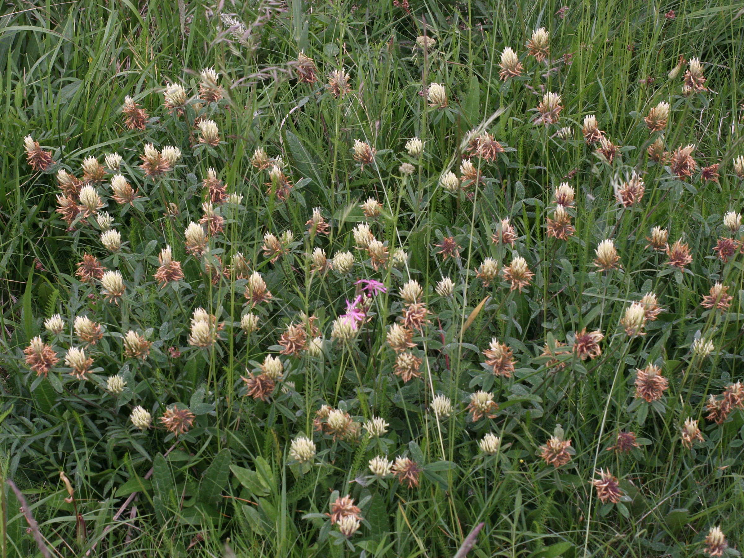 Trifolium_ochroleucon