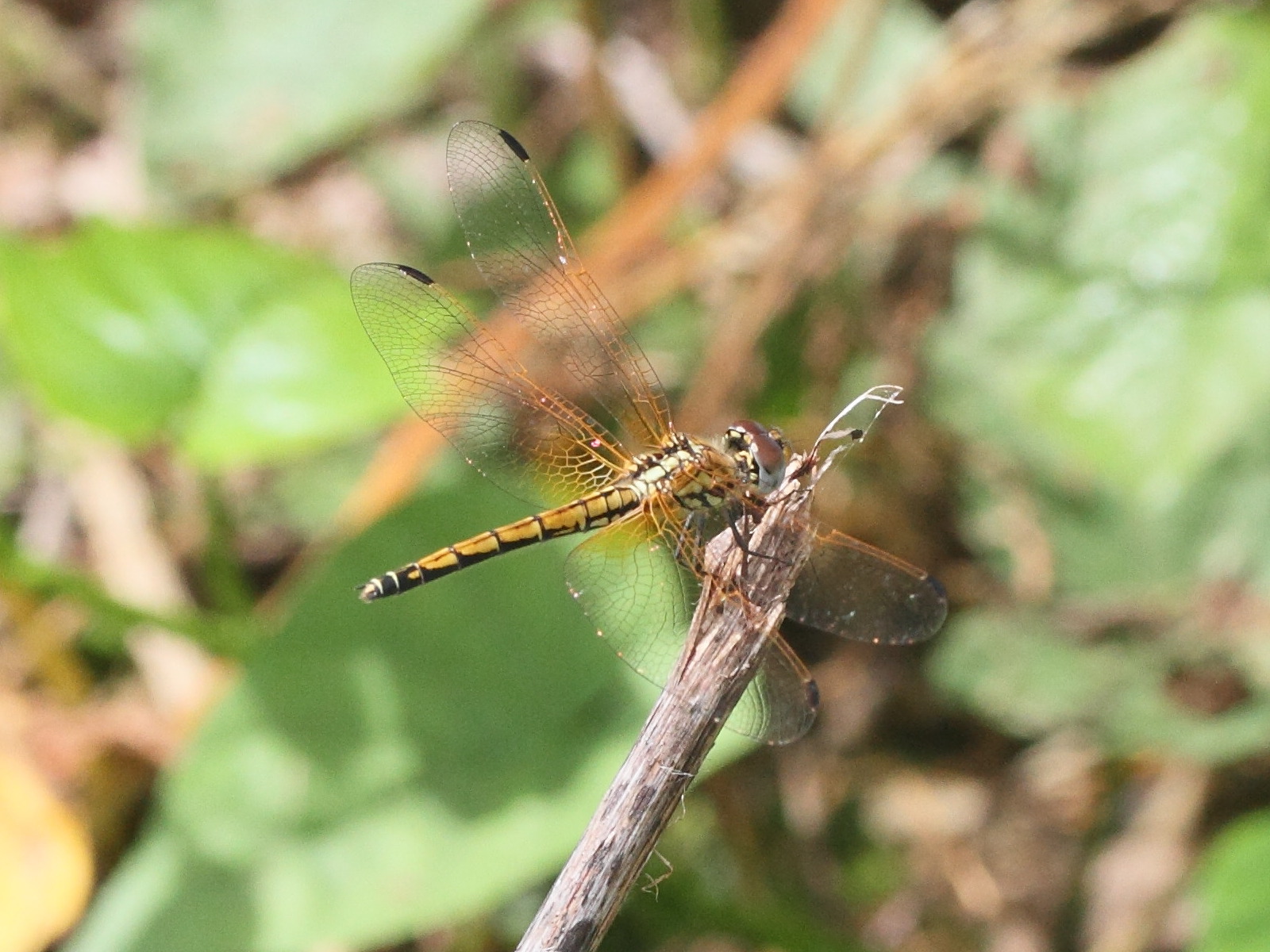 trithemis_arteriosa3md