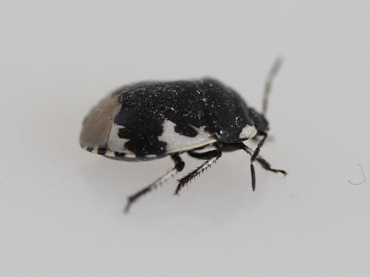 tritomegas_bicolor2md