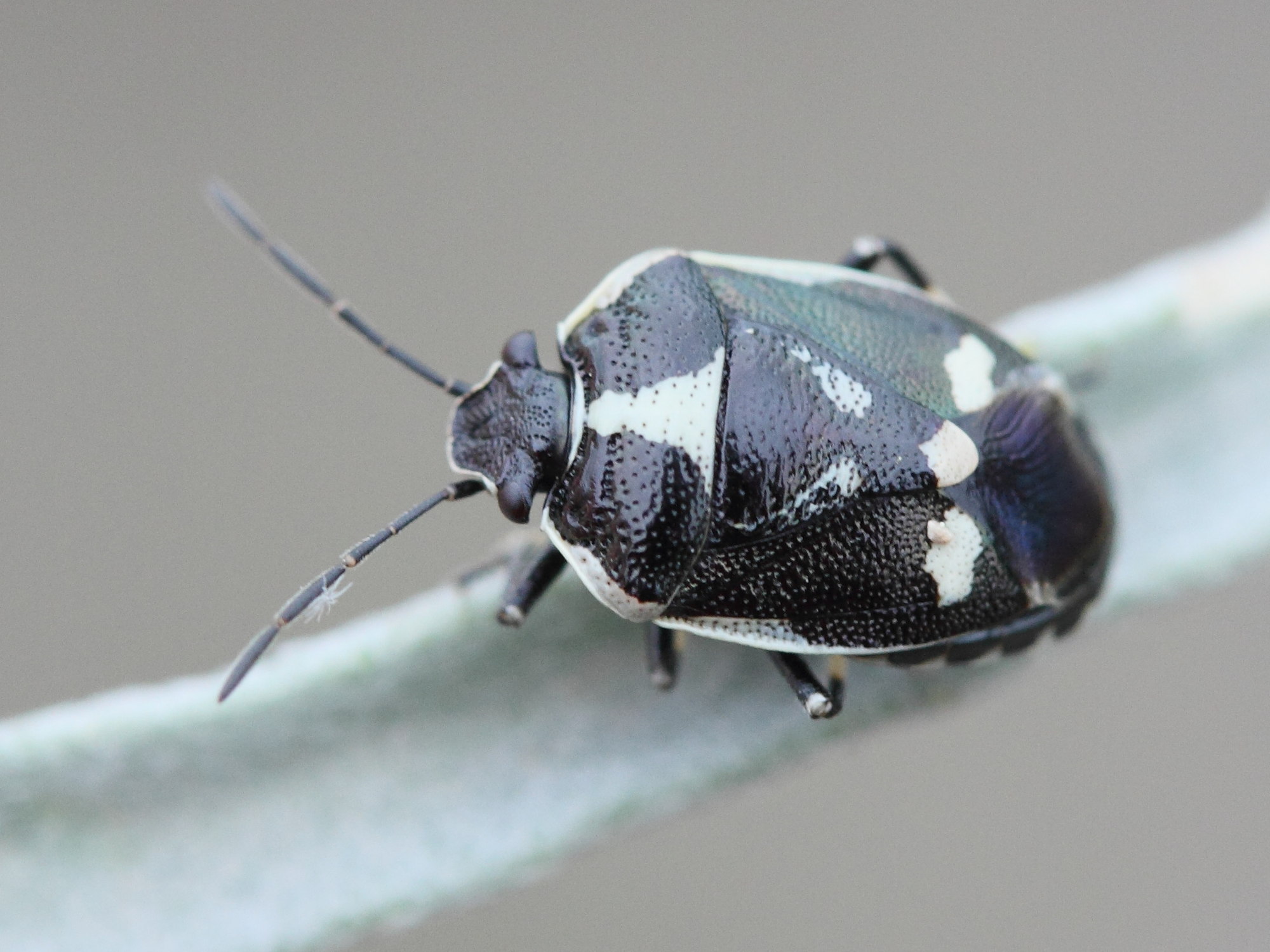 tritomegas_sexmaculatus1md