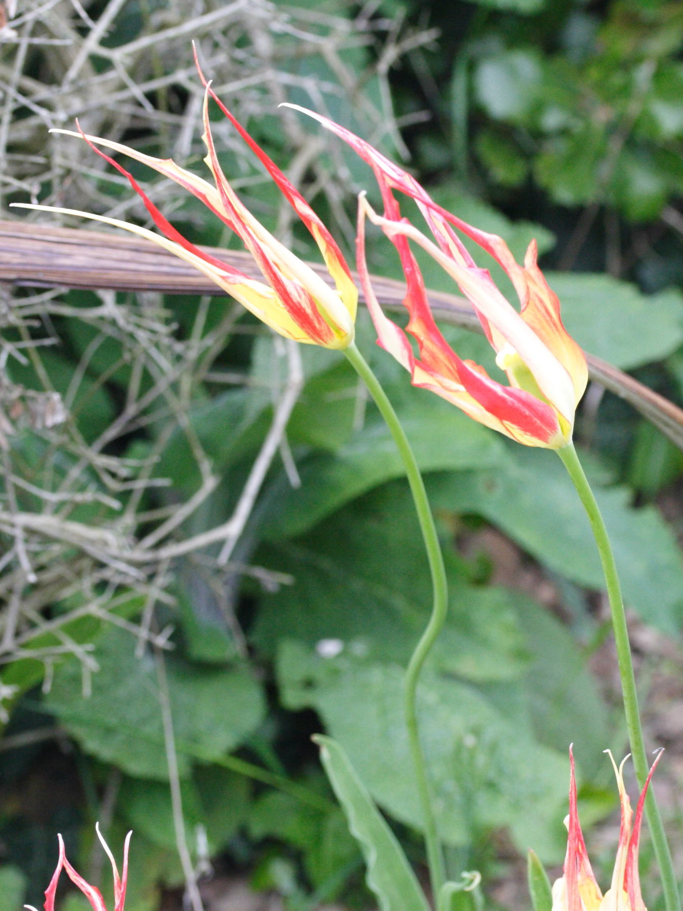 Afficher le média tulipa_acuminata1md tulipa_acuminata1md