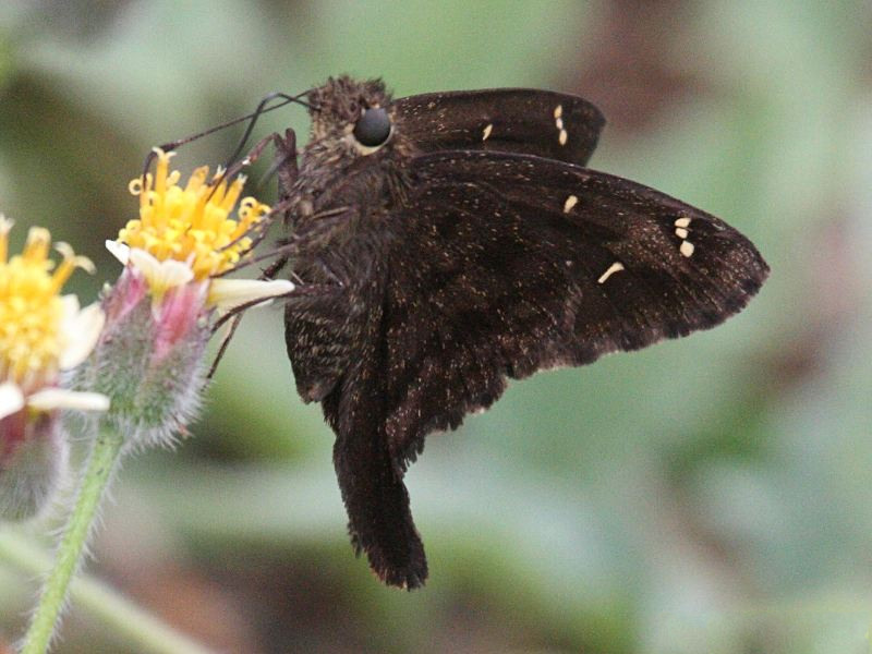 urbanus_dorantes_obscurus2bd