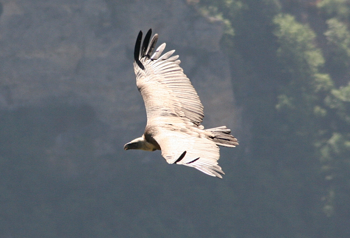 vautour_fauve_-_gyps_fulvus4bd