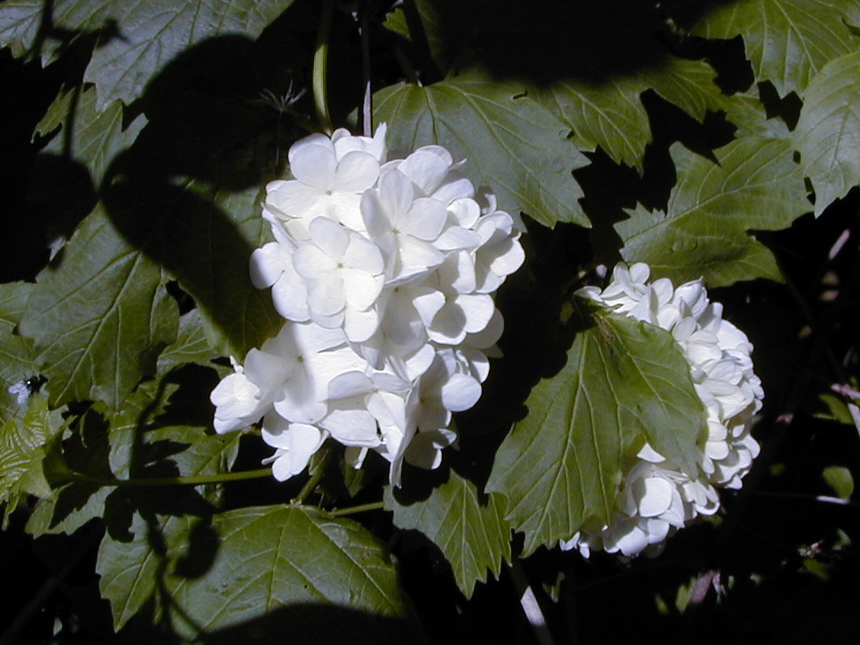 viburnum_opulus2bmd