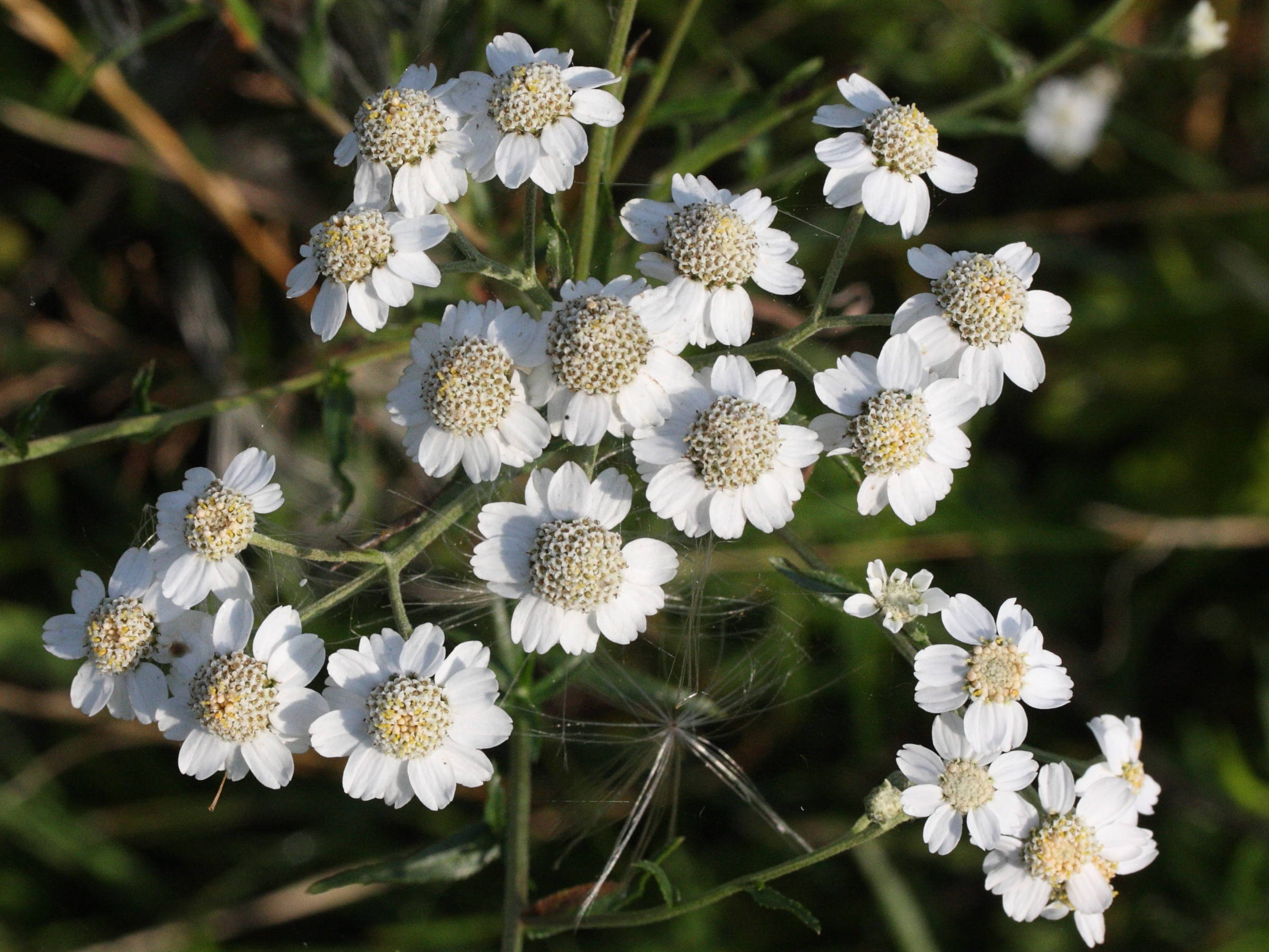 Achillea_ptarmica