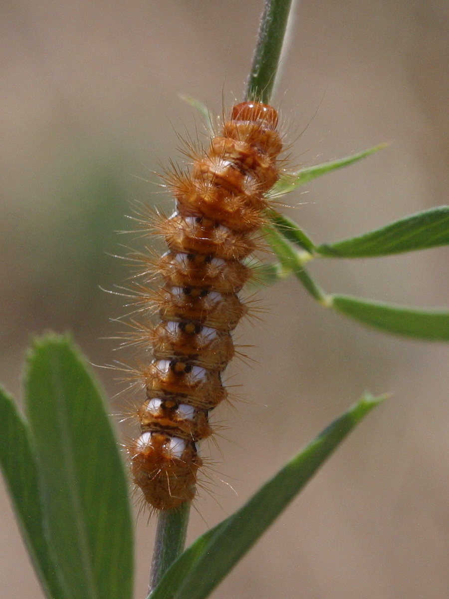 acronicta_rumicis_ch1bd
