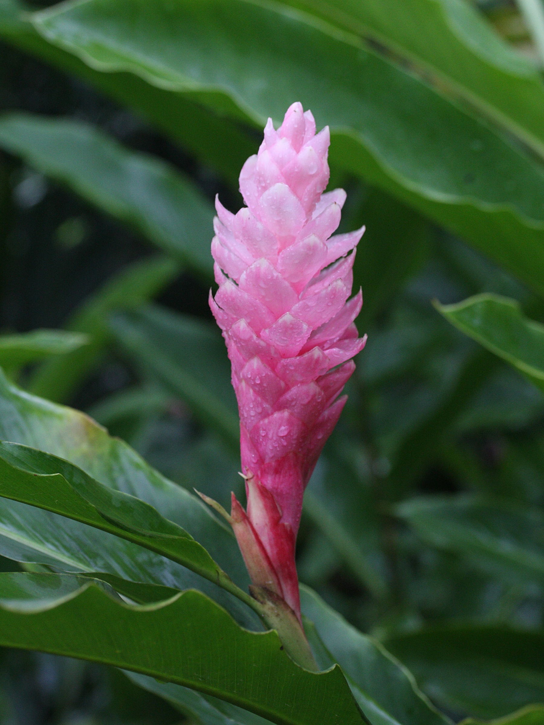 alpinia_purpurata5md