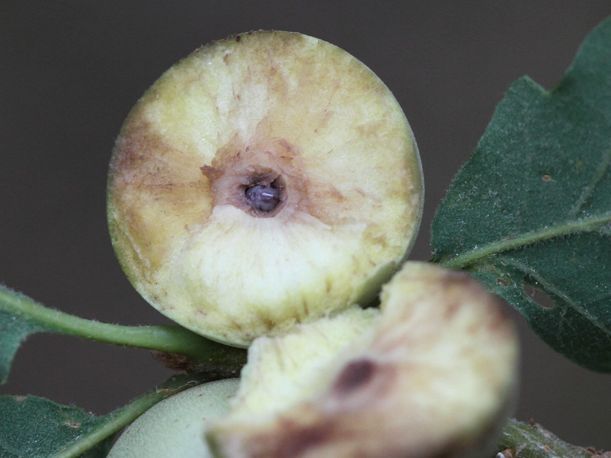 andricus_kollari_galle4md