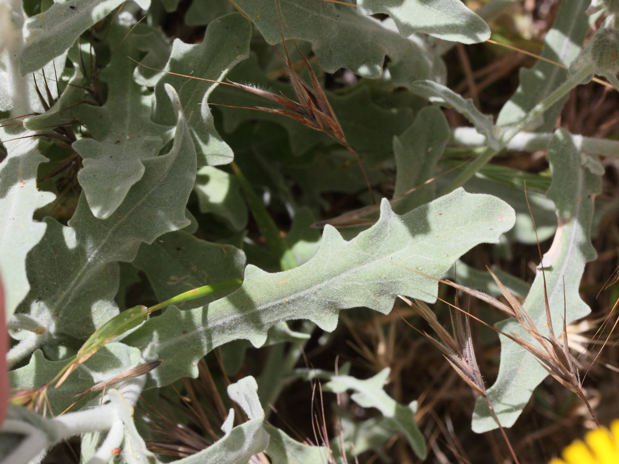 andryala_pinnatifida_buchiana3md