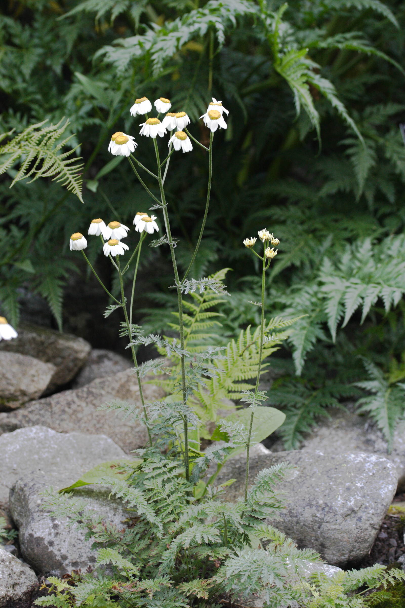 Afficher le média anthemis_triumfetti1md anthemis_triumfetti1md
