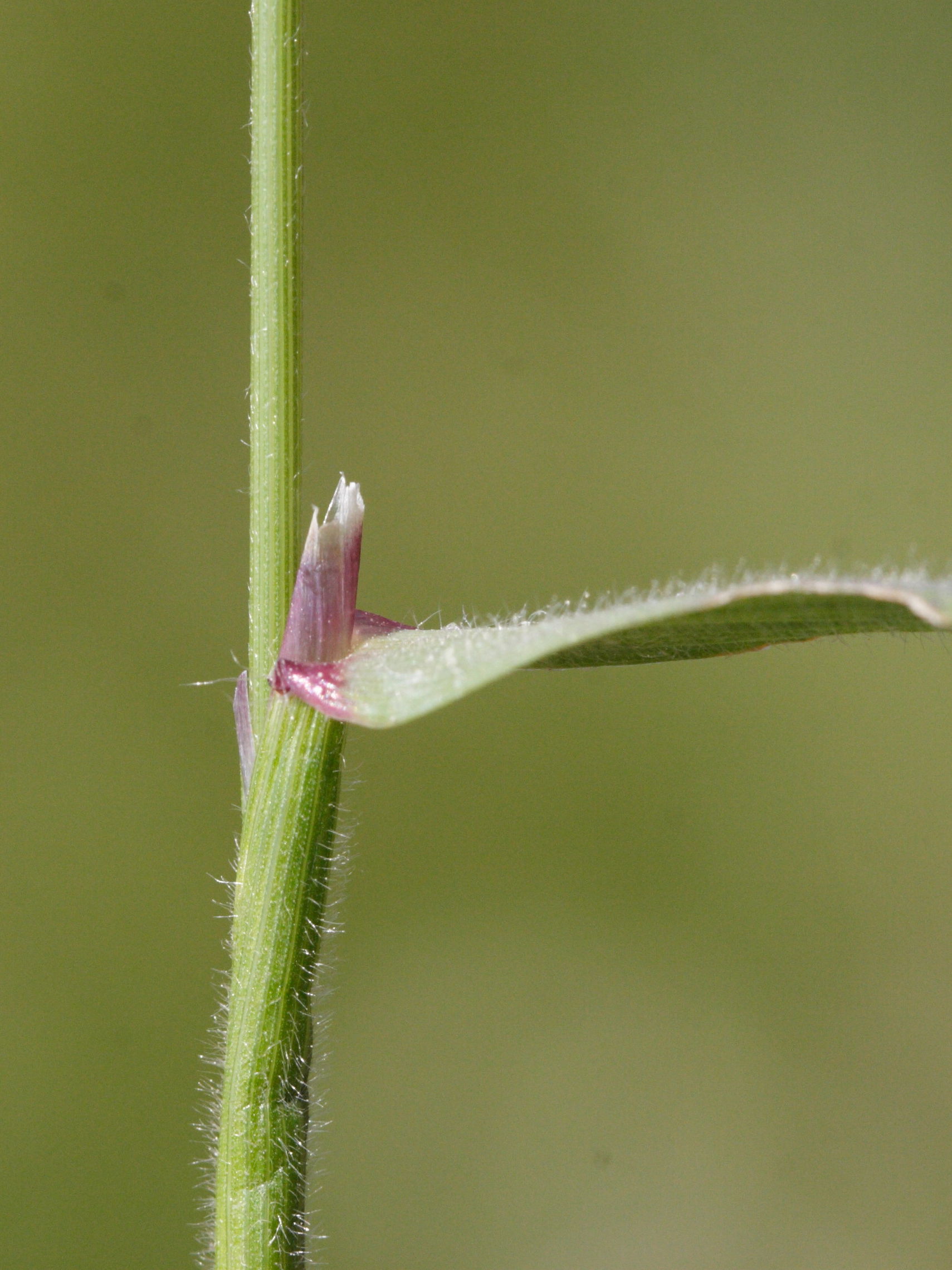 anthoxanthum_odoratum4md