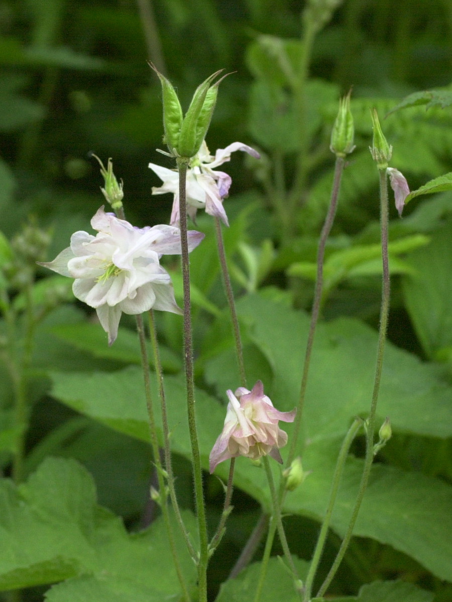 aquilegia_vulgaris2md