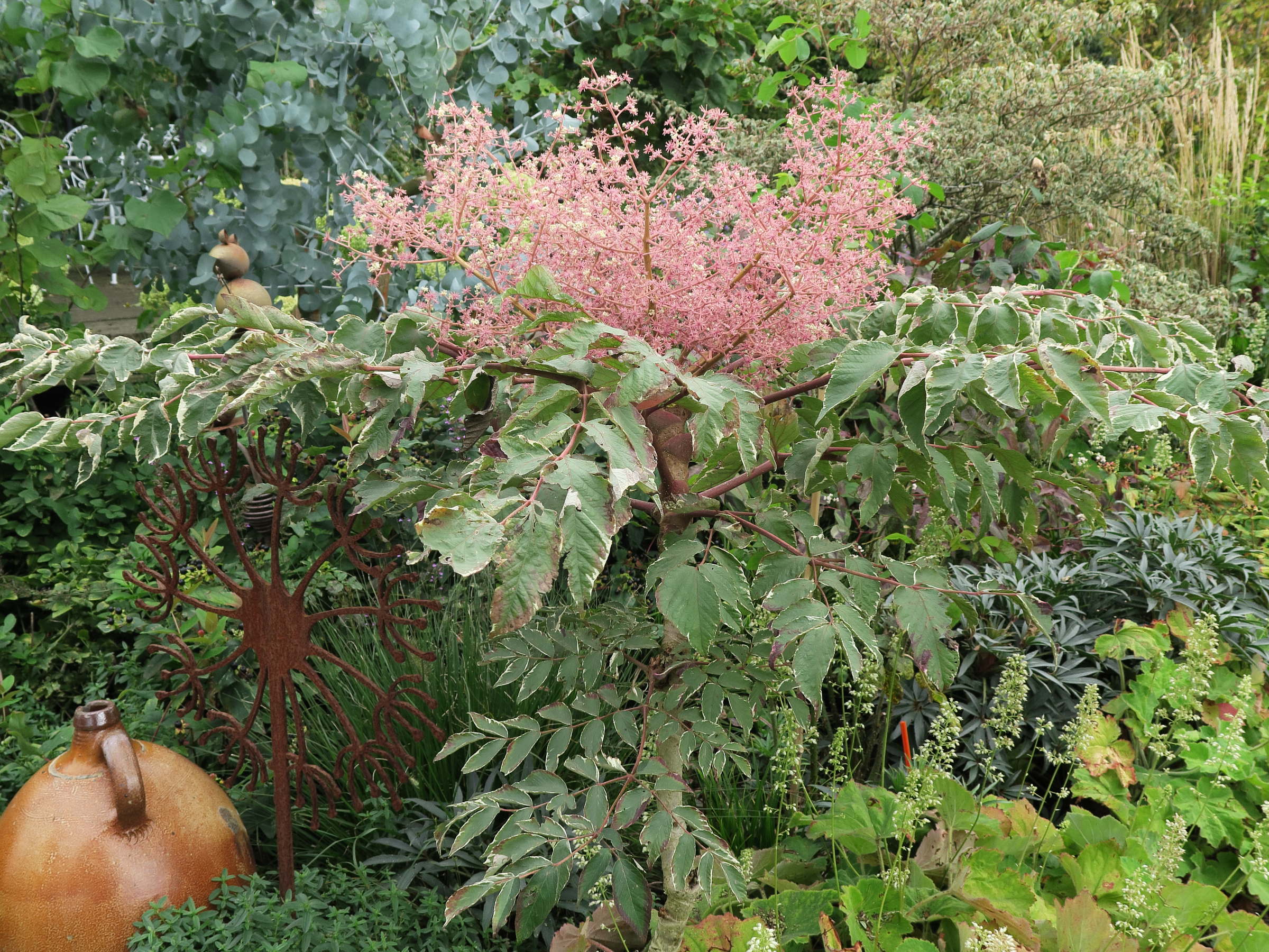 aralia_elata_variegata1md
