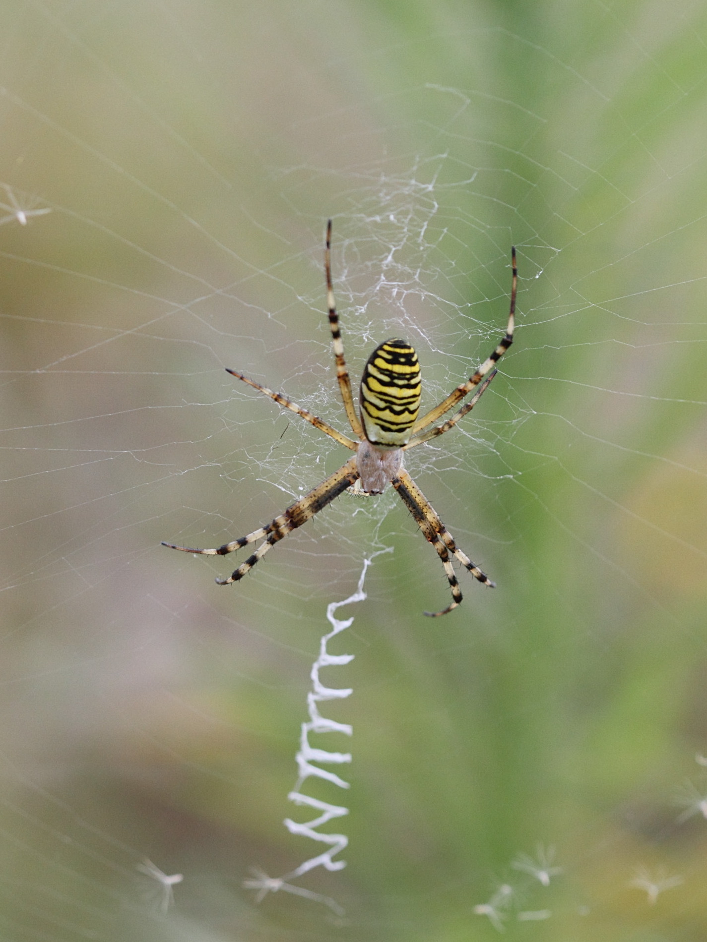 Afficher le média argiope_bruennichi1bbd argiope_bruennichi1bbd