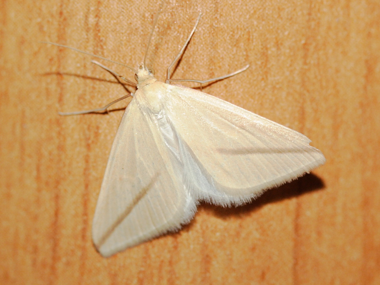 aspitates_gilvaria2md