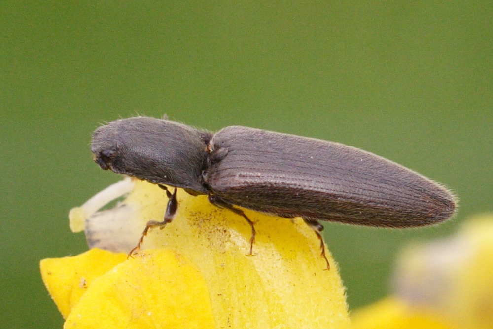 athous_haemorrhoidalis2md