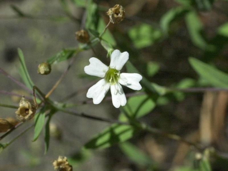 Afficher le média atocion_rupestris3md atocion_rupestris3md