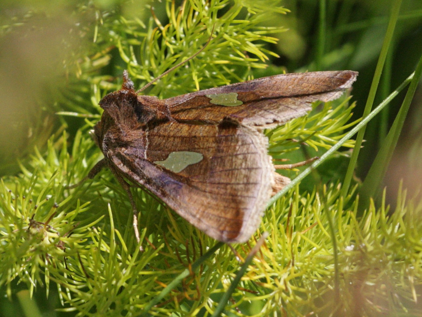 autographa_bractea3bd