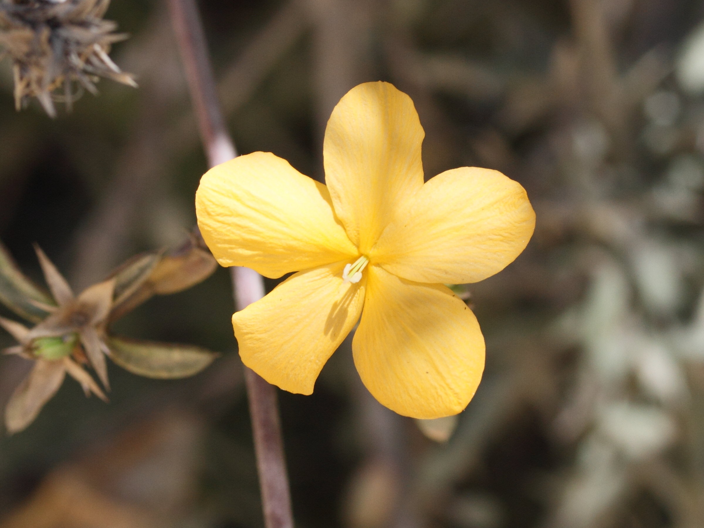 barleria_parvispina2md