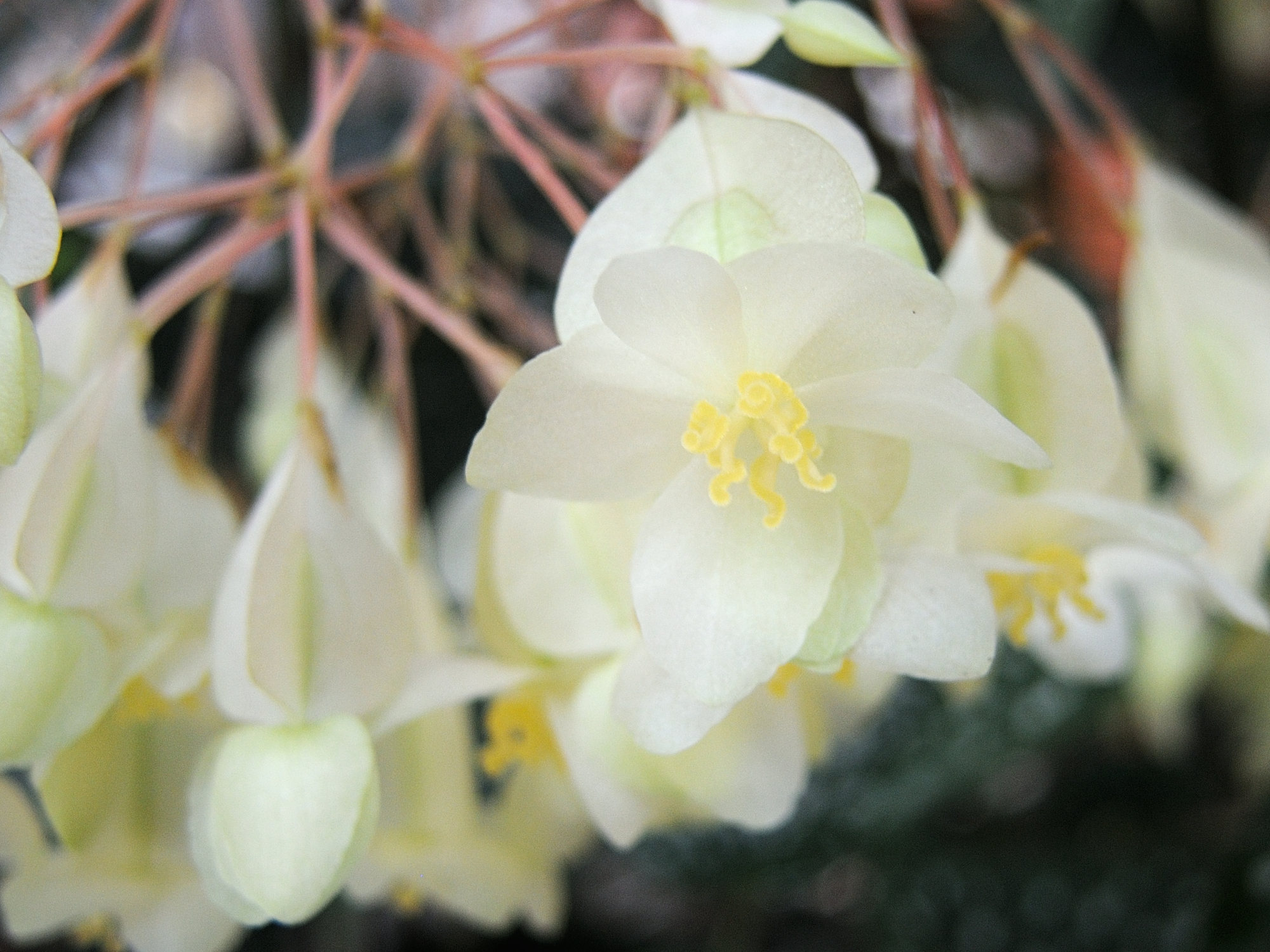 Afficher le média begonia_x_albopicta4md begonia_x_albopicta4md