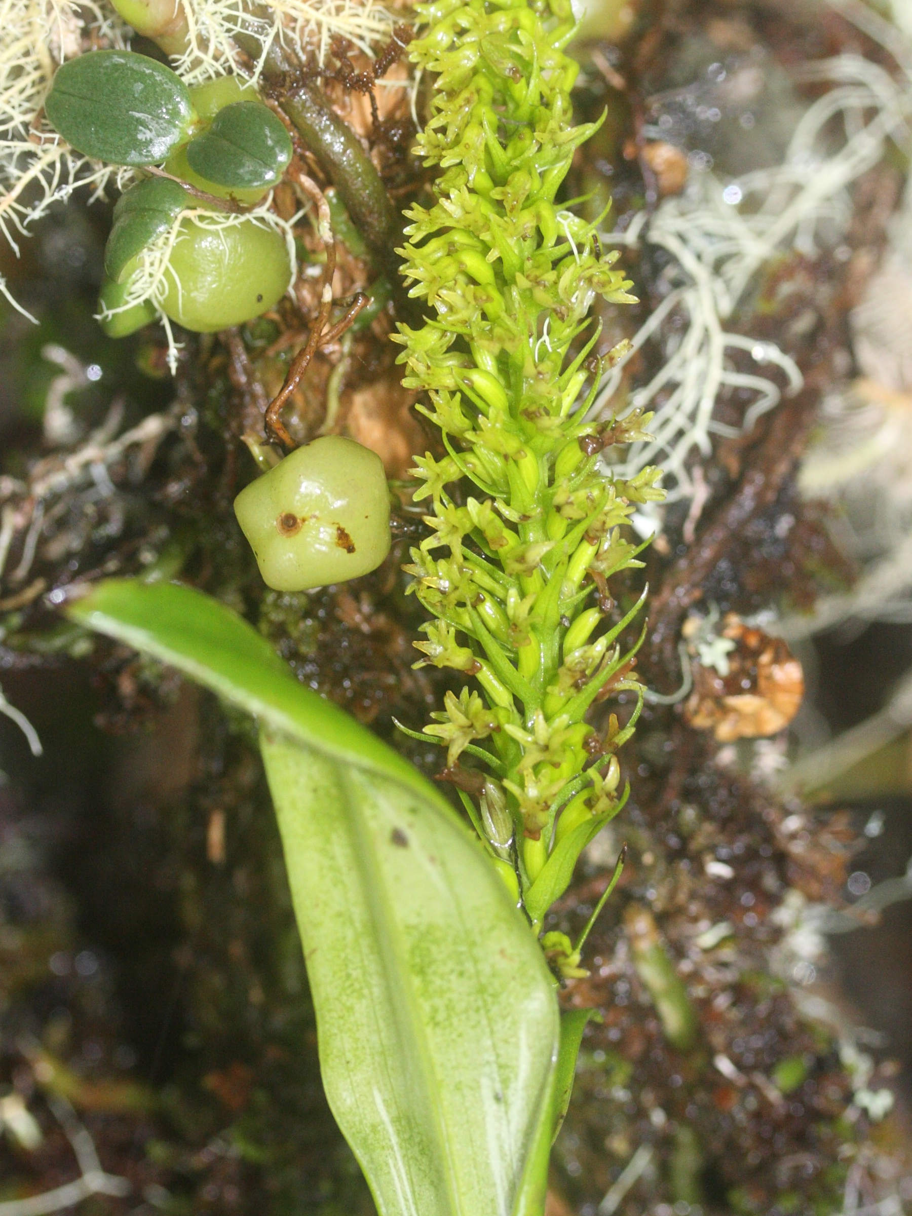 benthamia_nigrescens3md