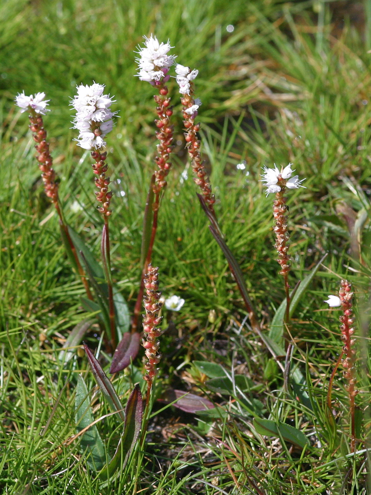 Afficher le média bistorta_vivipara1md bistorta_vivipara1md