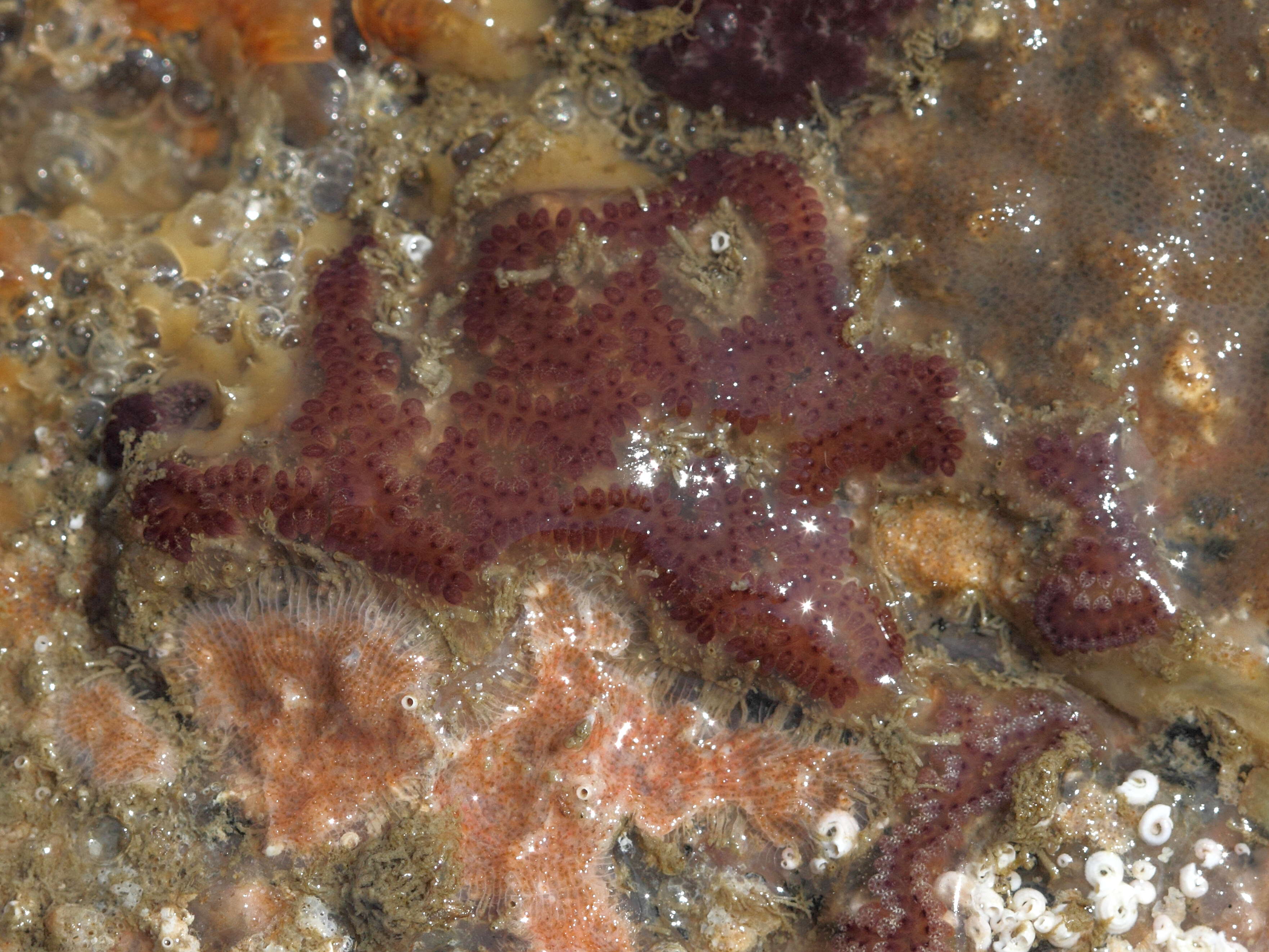 botrylloides_leachi4bd