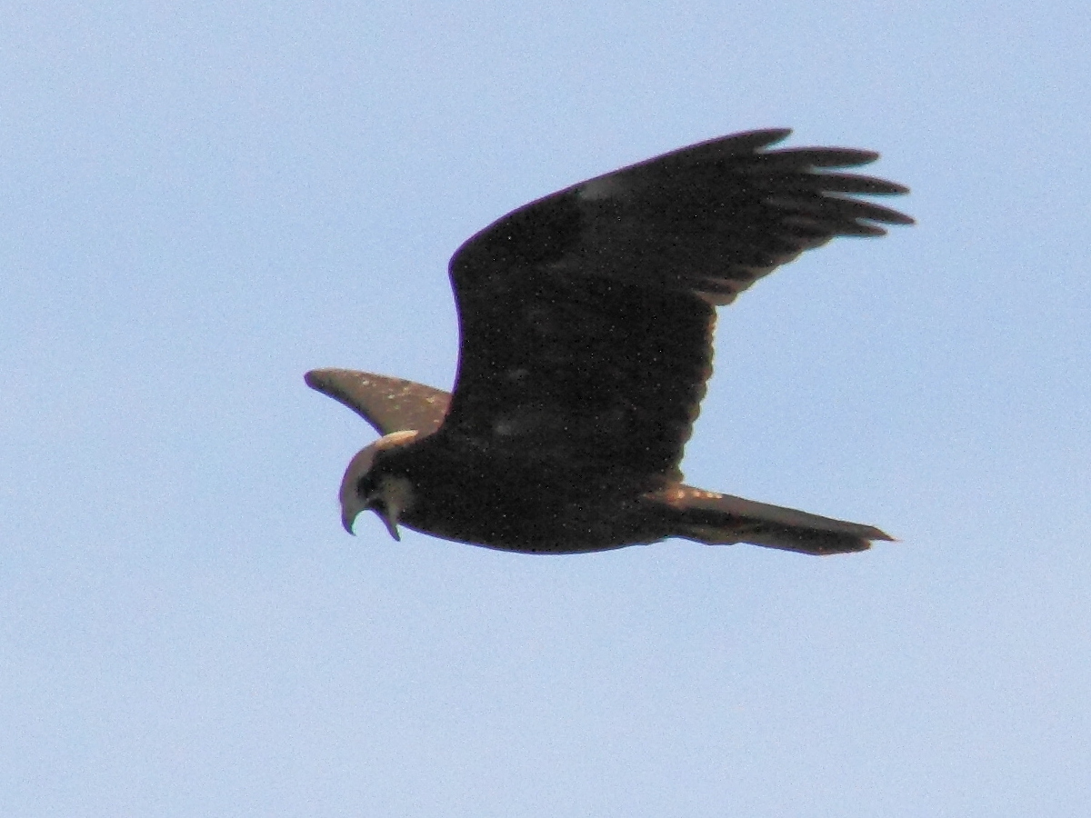 busard_des_roseaux_-_circus_aeruginosus4md