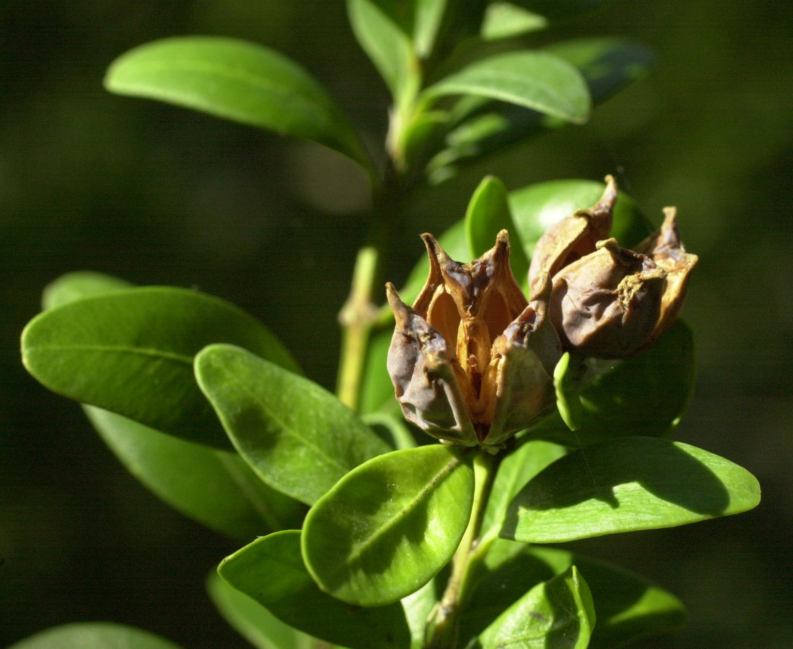 buxus_sempervirens4bmd