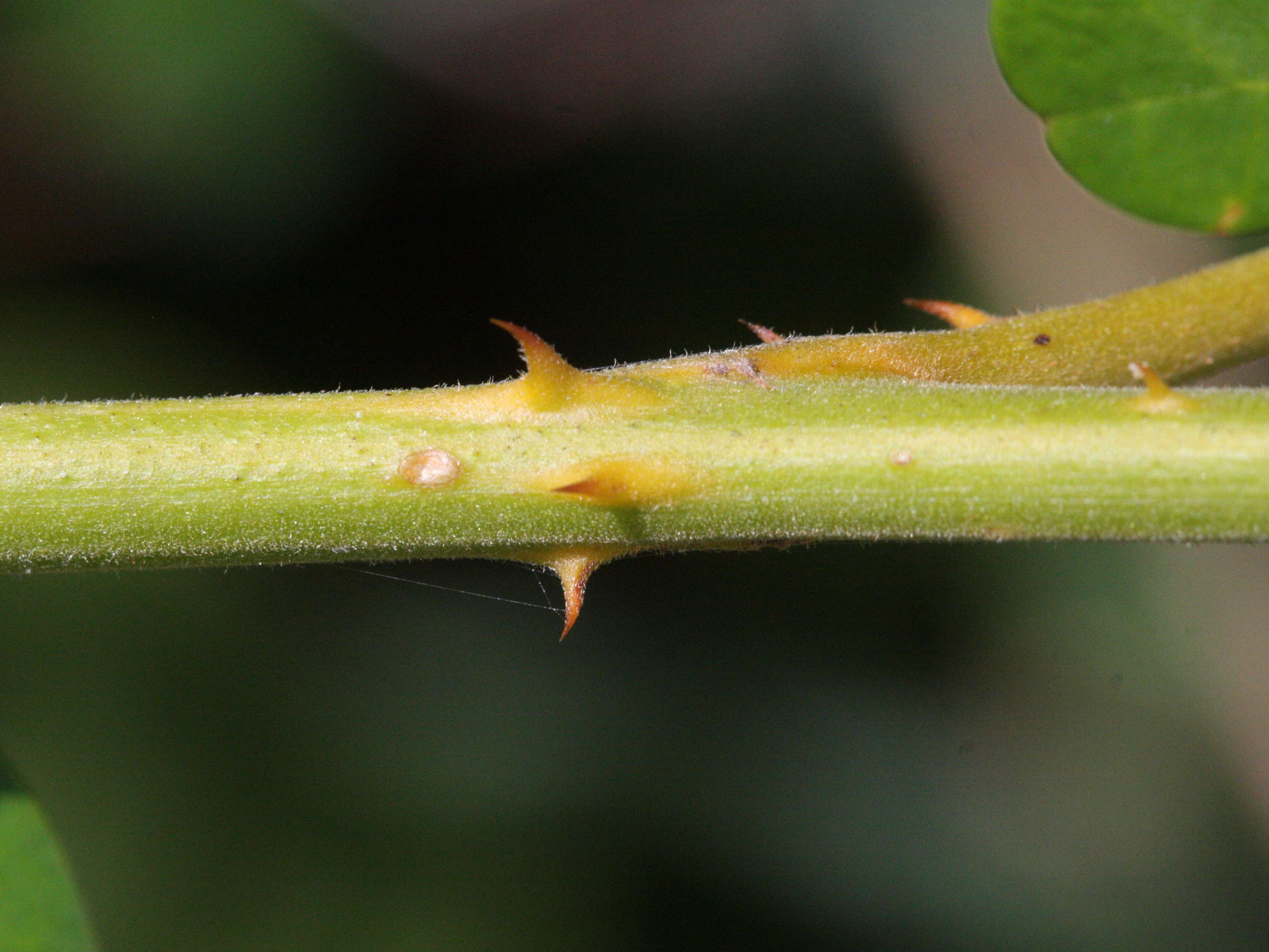caesalpinia_ciliata2md