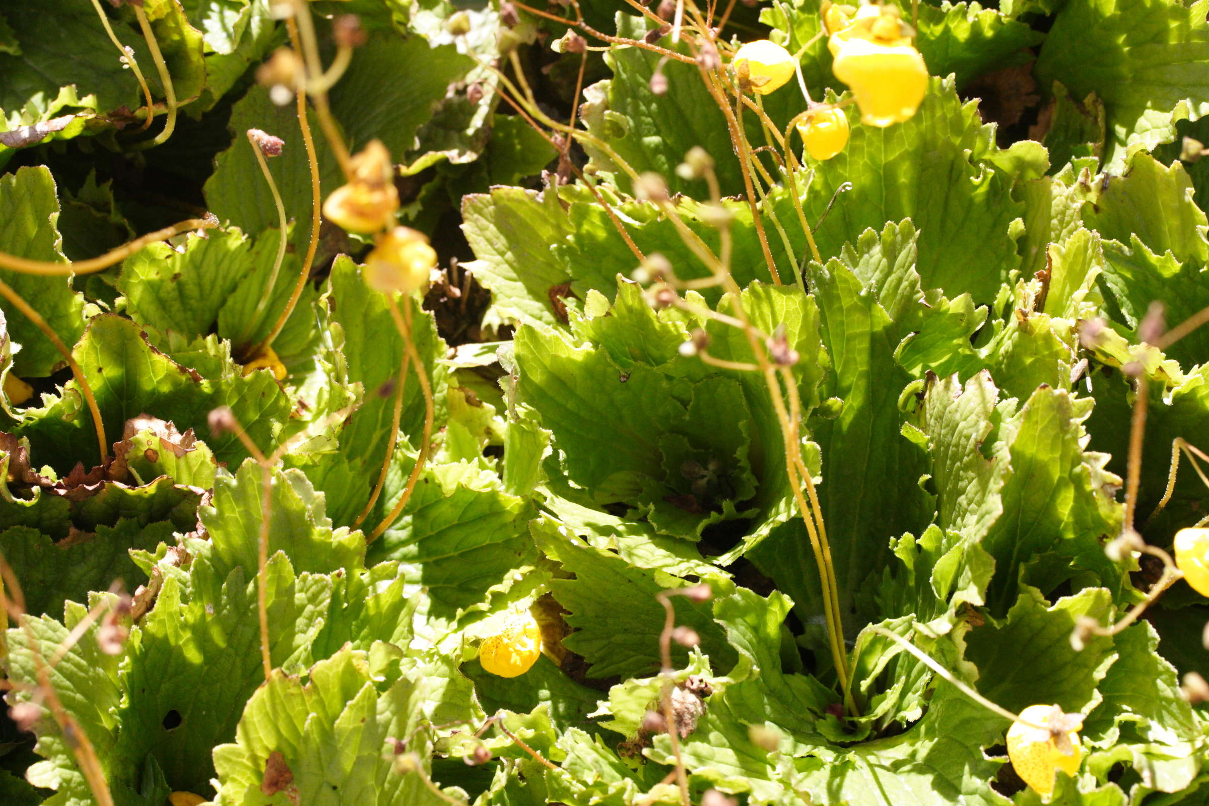 Afficher le média calceolaria_filicaulis2md calceolaria_filicaulis2md