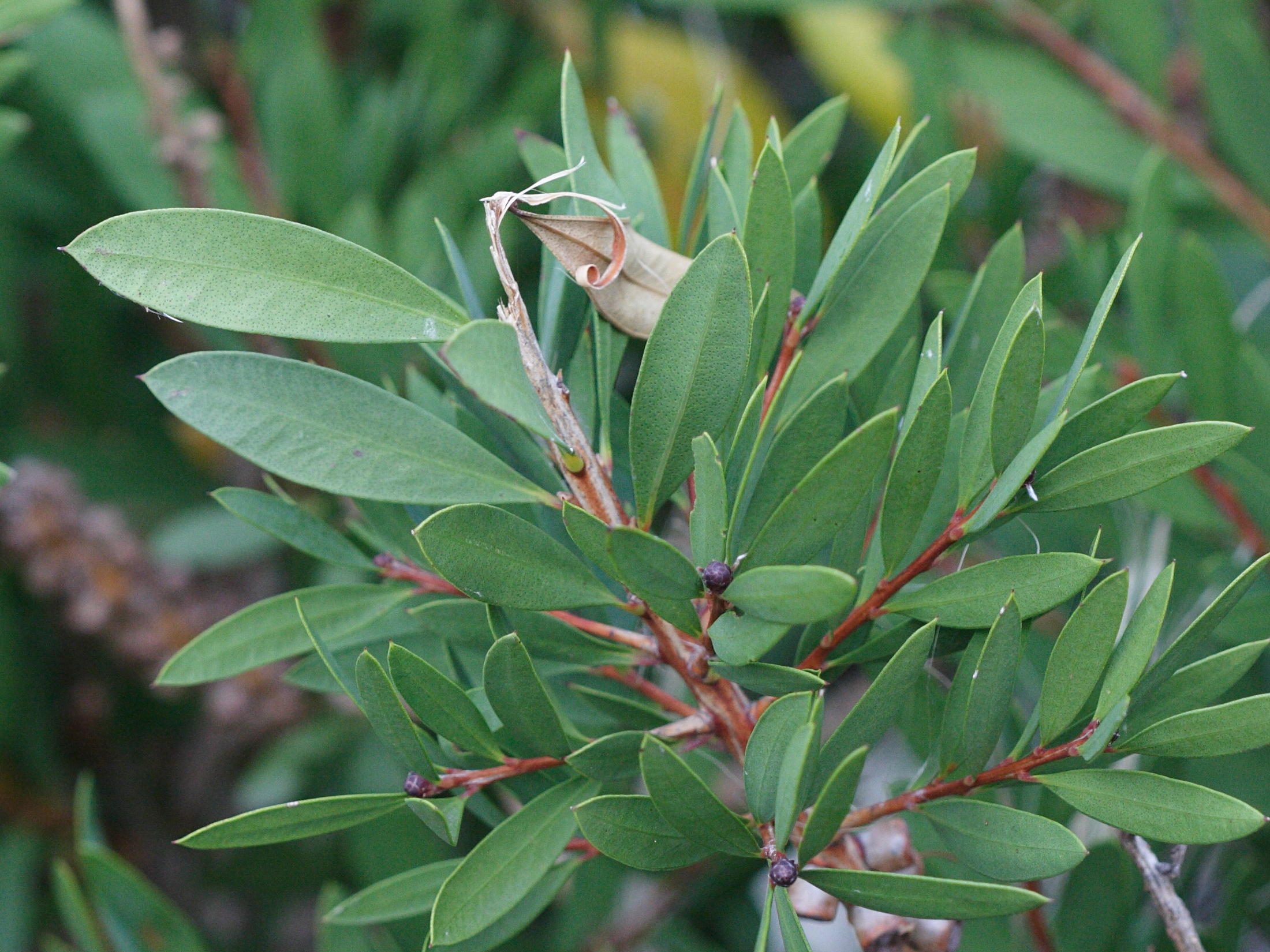 callistemon_citrinus3md