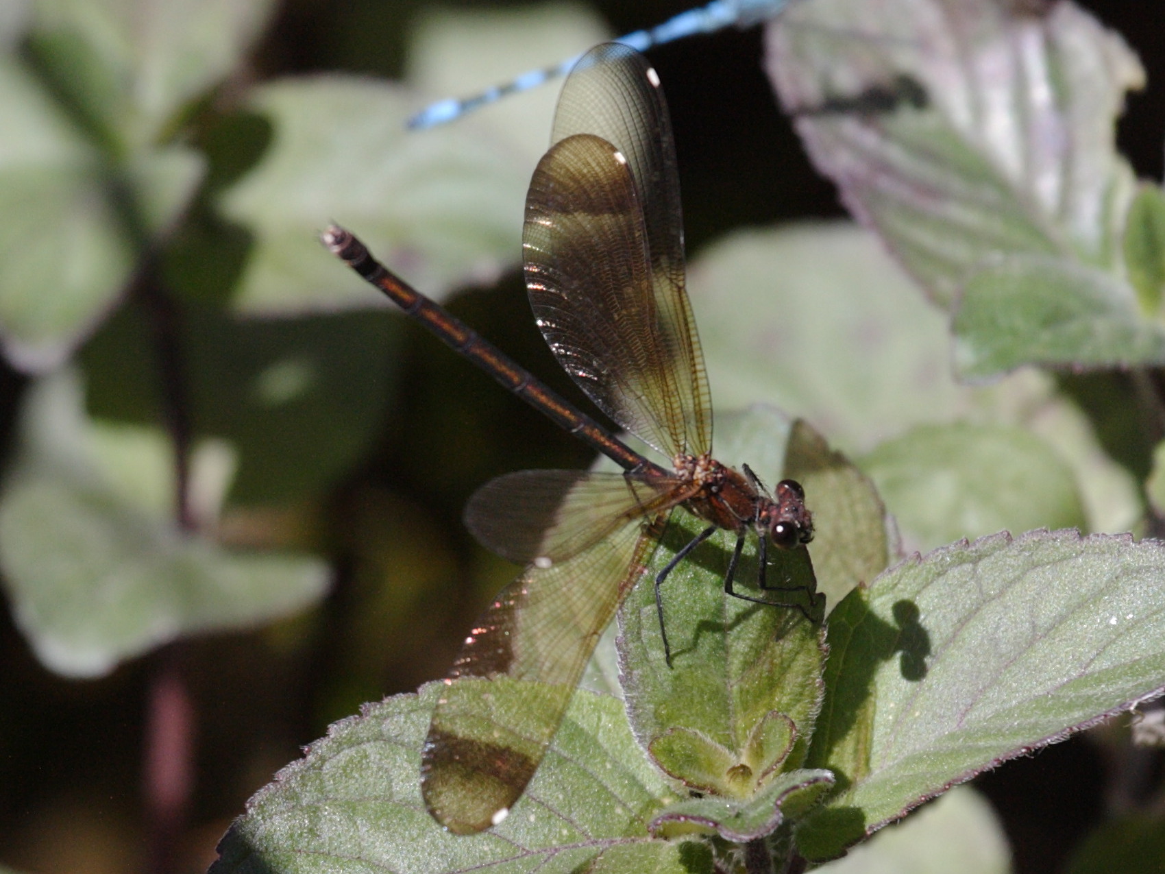 calopteryx_haemorrhoidalis4md