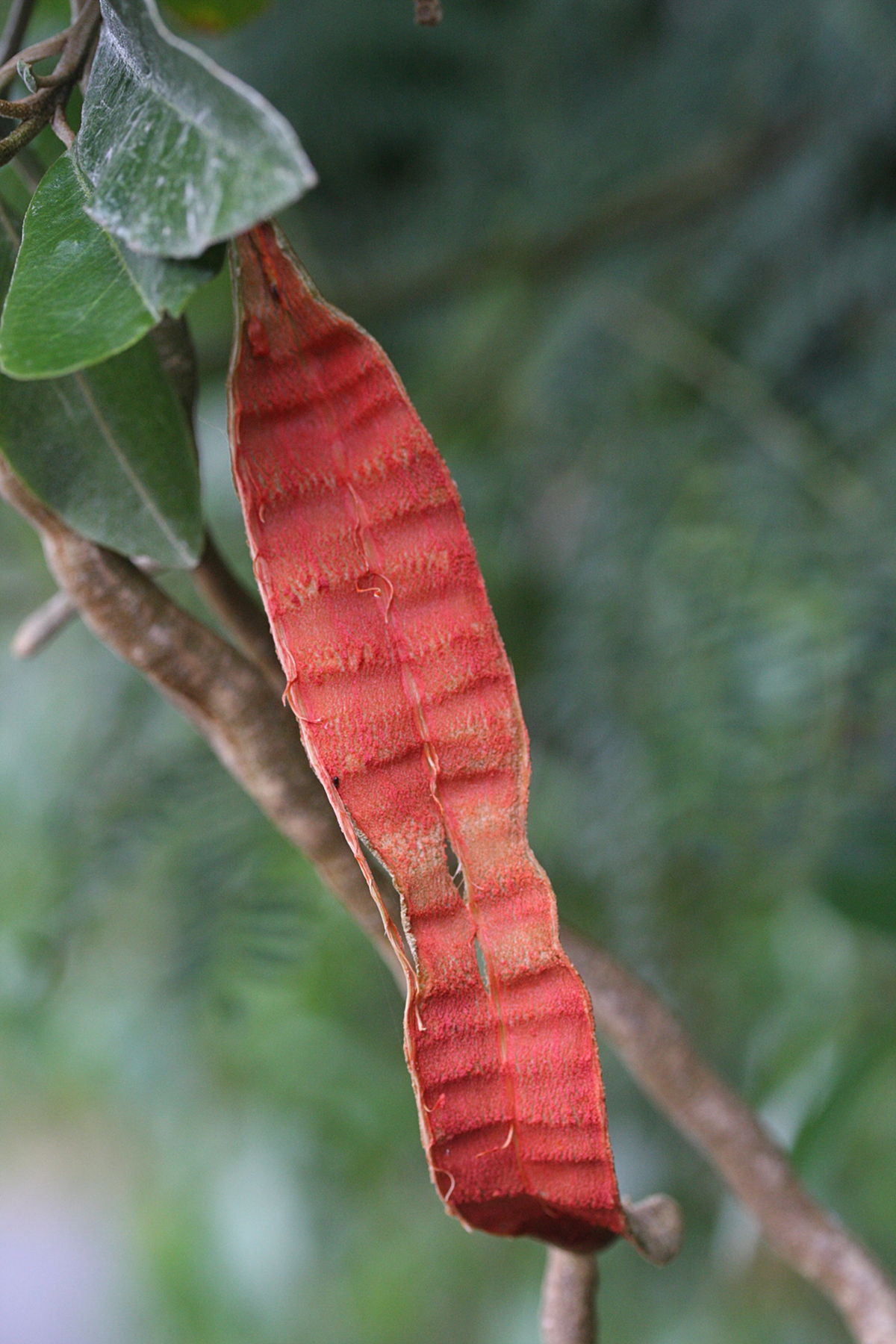 capparis_flexuosa2md