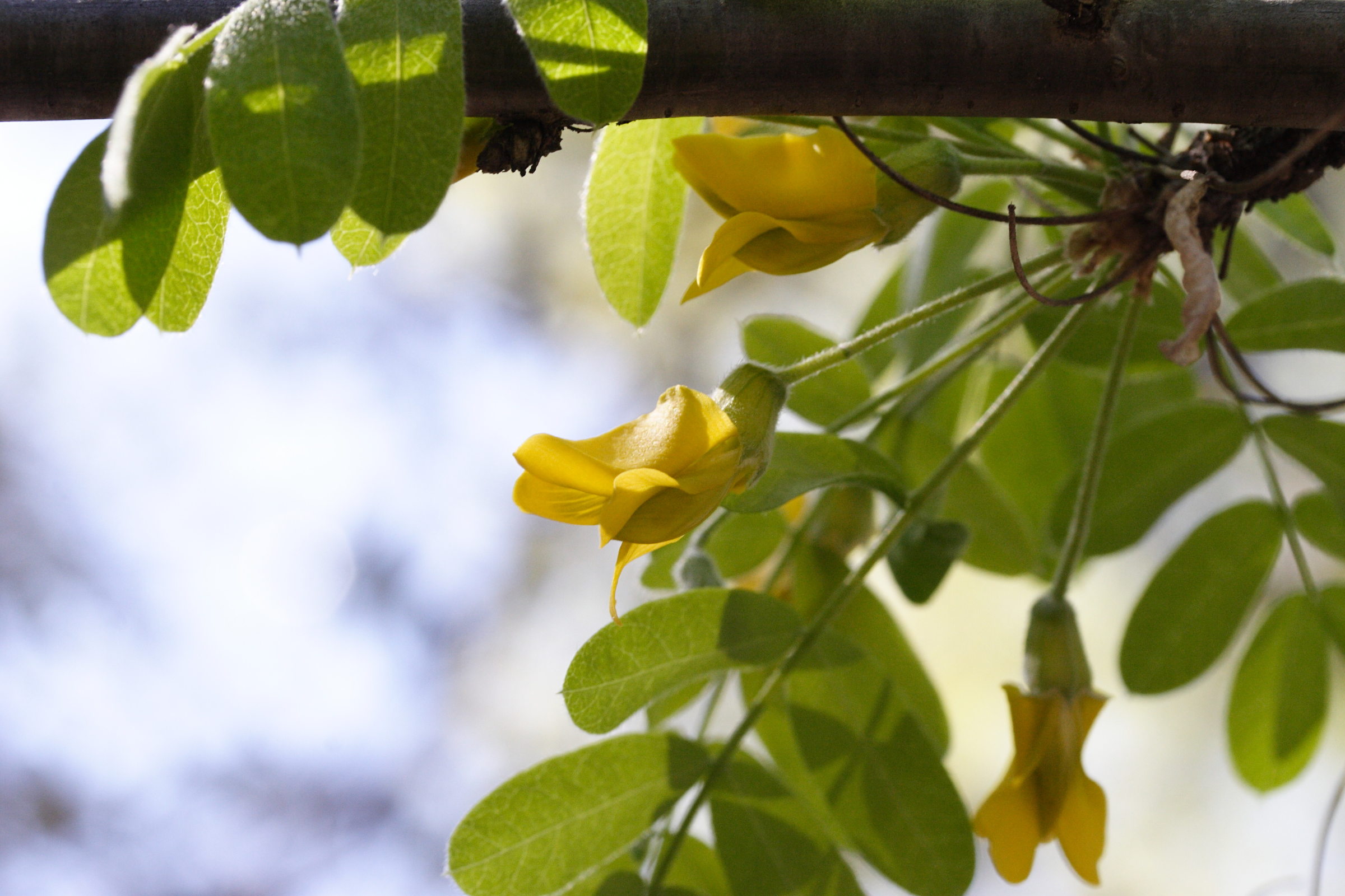 Afficher le média caragana_arborescens1md caragana_arborescens1md