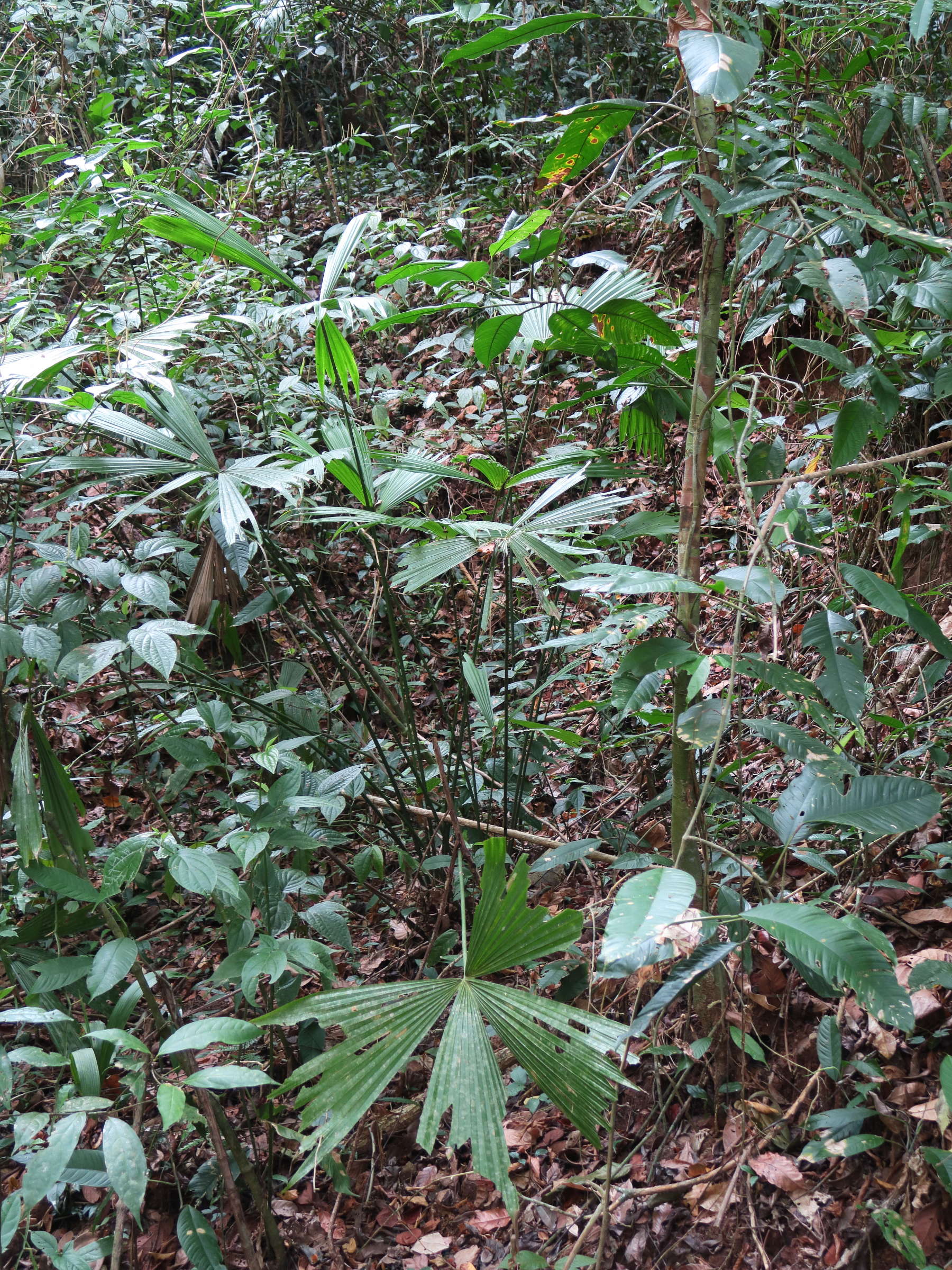 carludovica_drudei2md