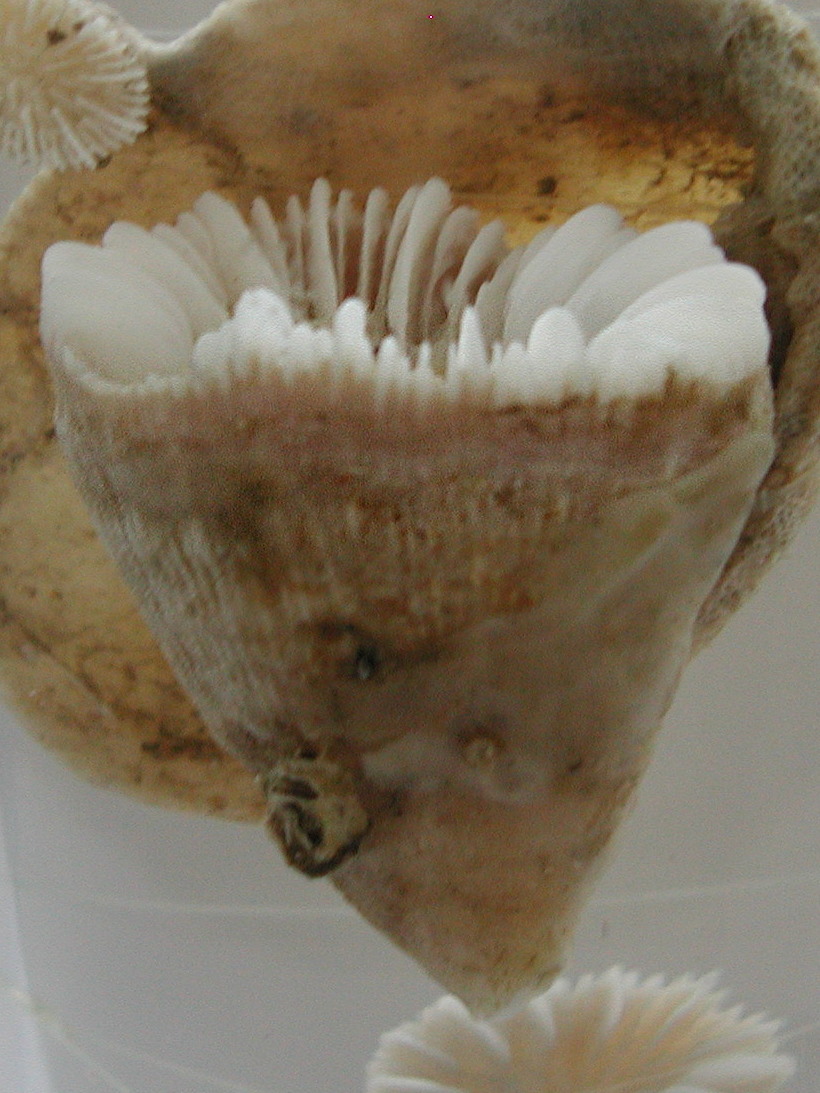 caryophyllia_cyathus1md