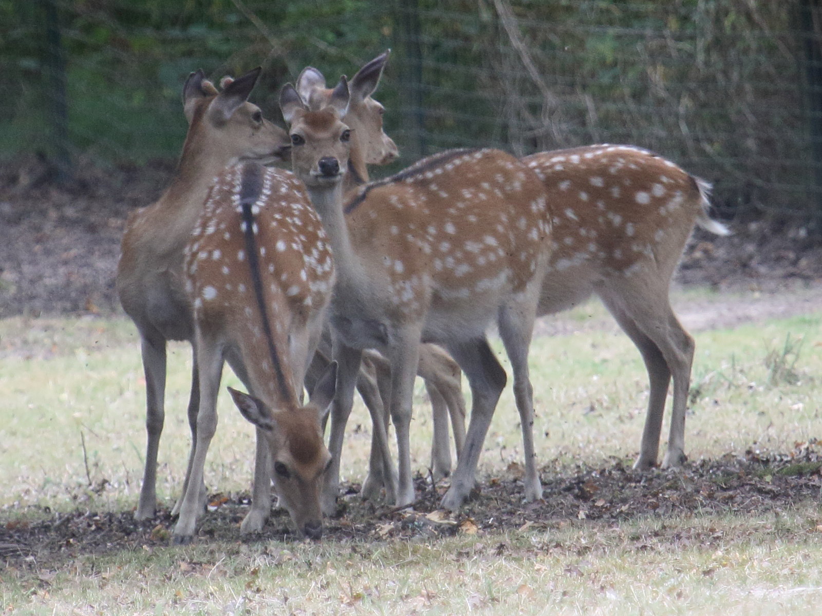 cervus_nippon_taiouanensis3bd