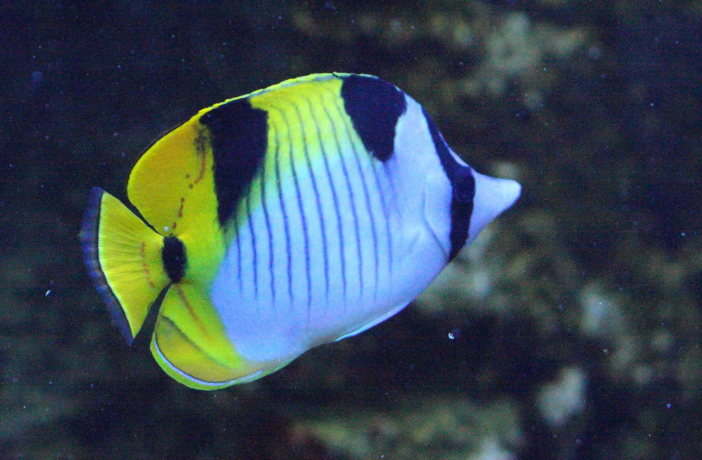 chaetodon_falcula1bd