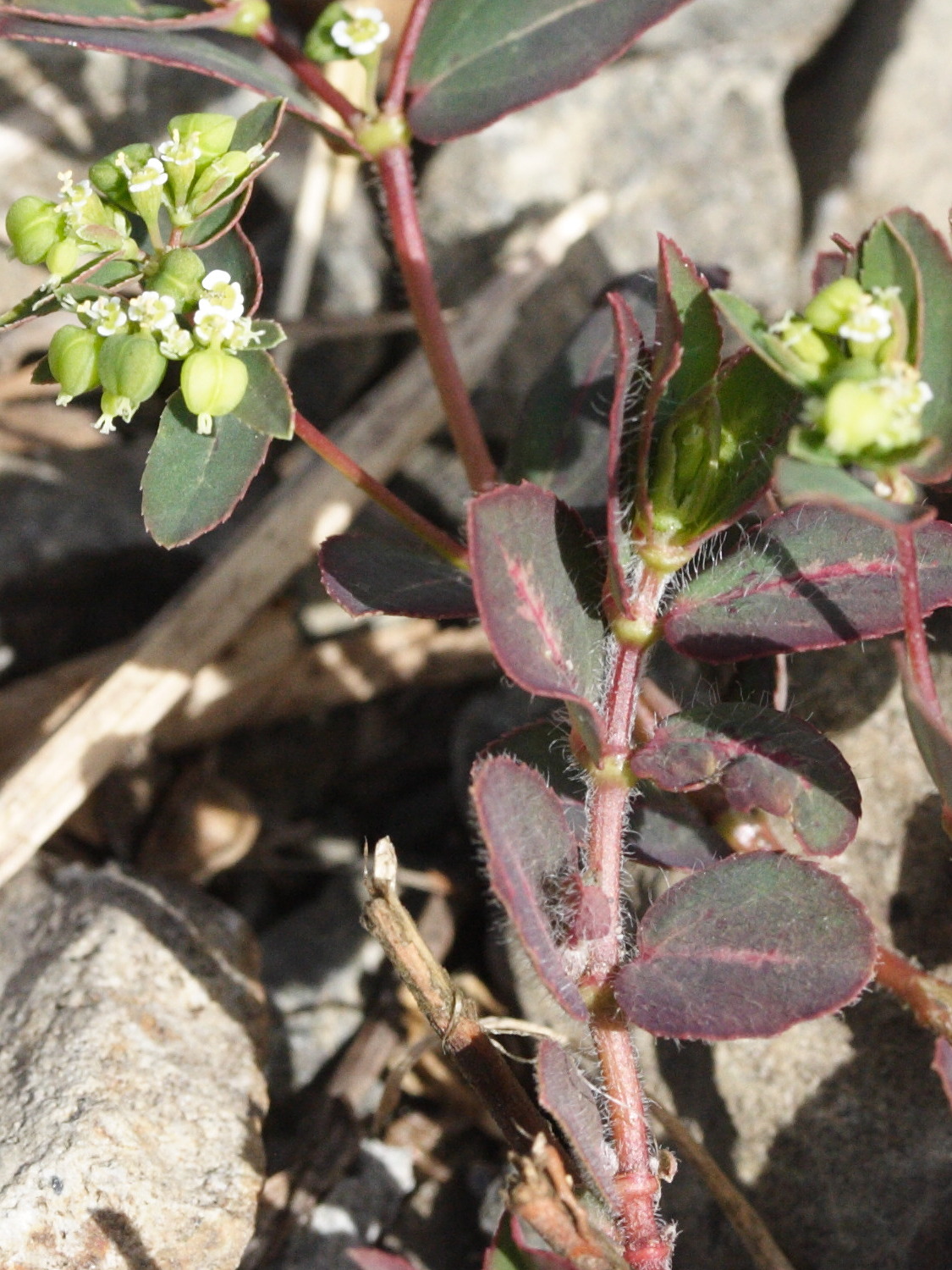 chamaesyce_lasiocarpa2md