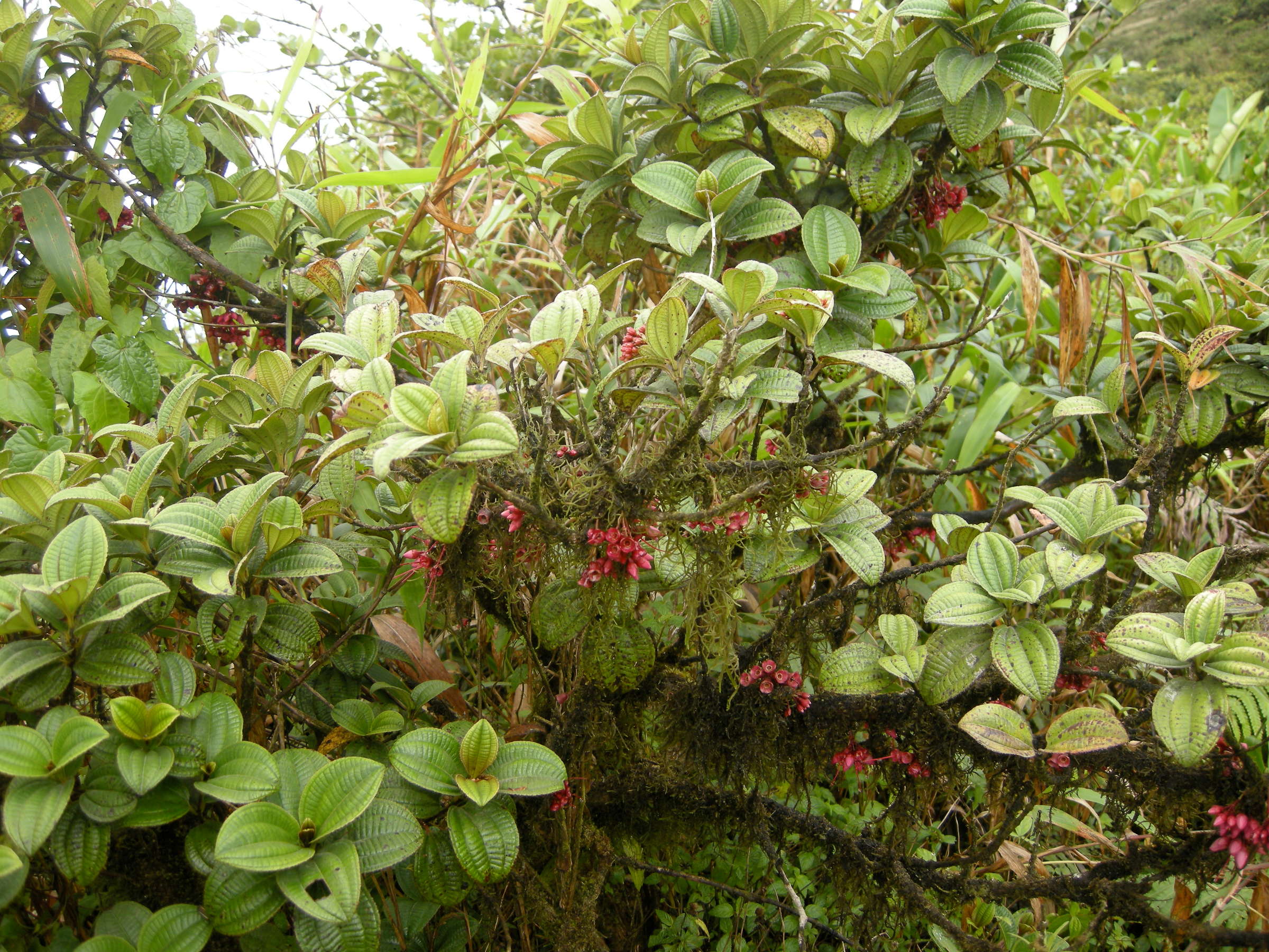 charianthus_nodosus3md