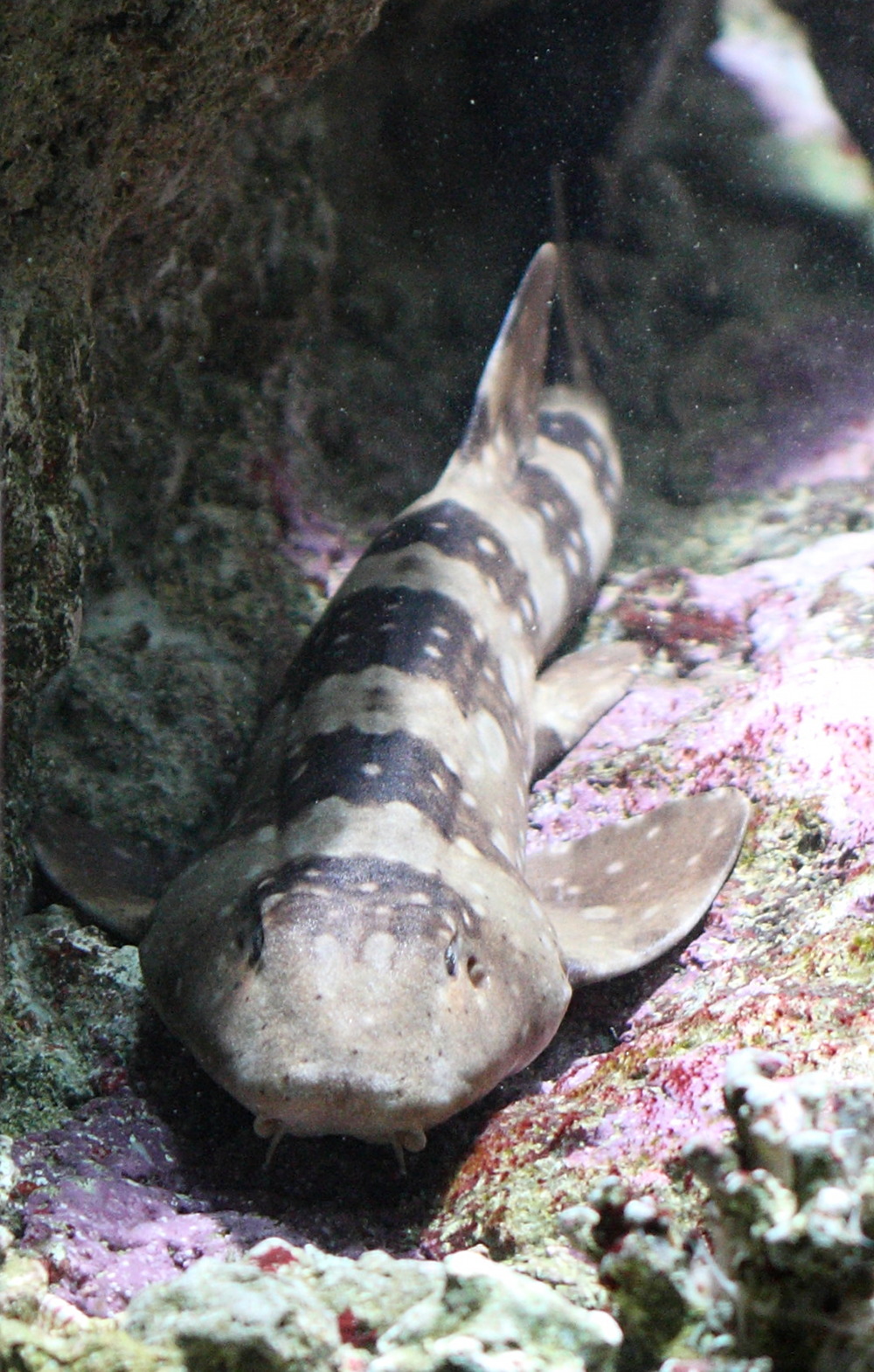 chiloscyllium_plagiosum2bd